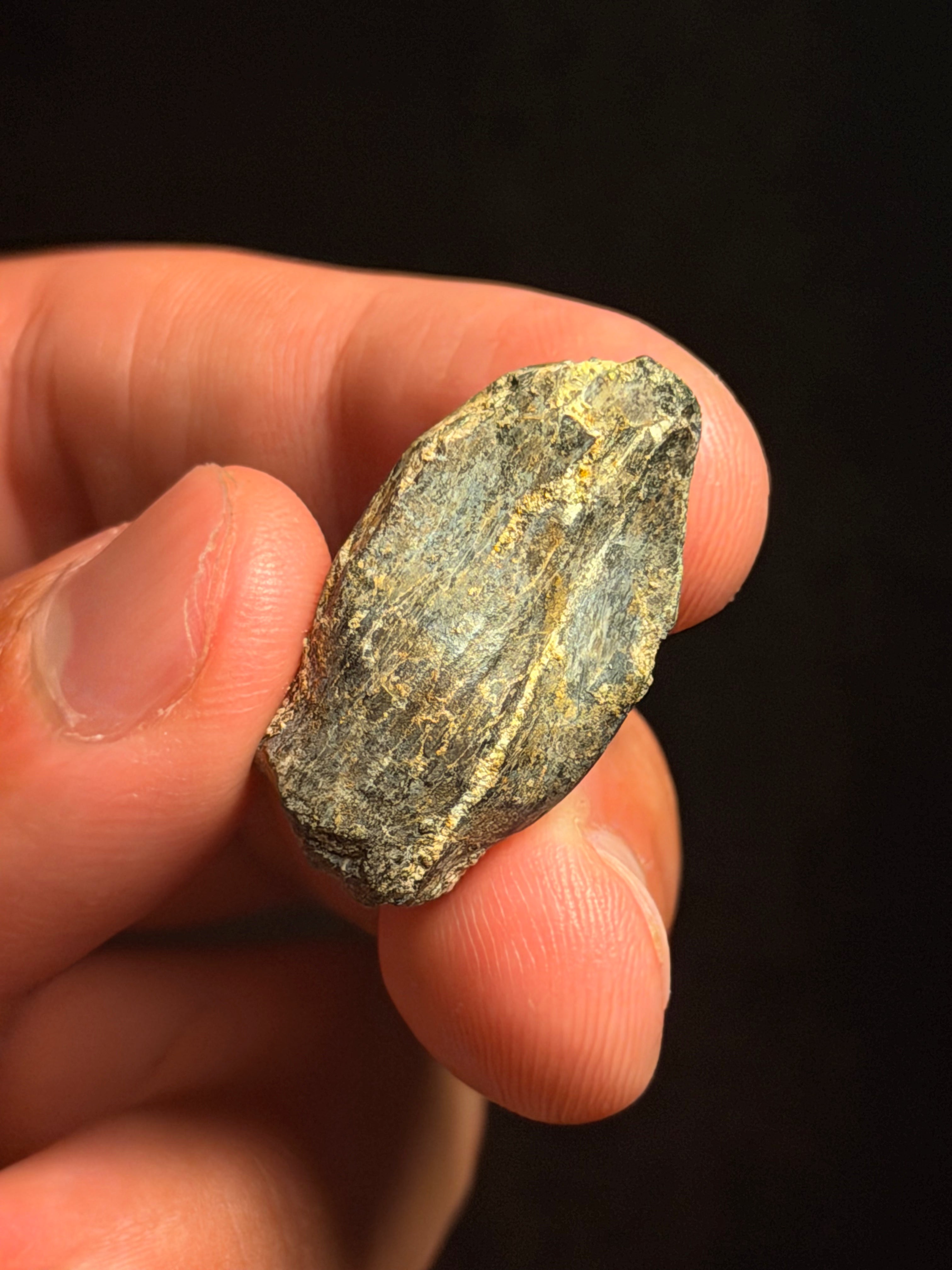 Lapparentosaurus Tooth – 0.86" – Middle Jurassic, Madagascar