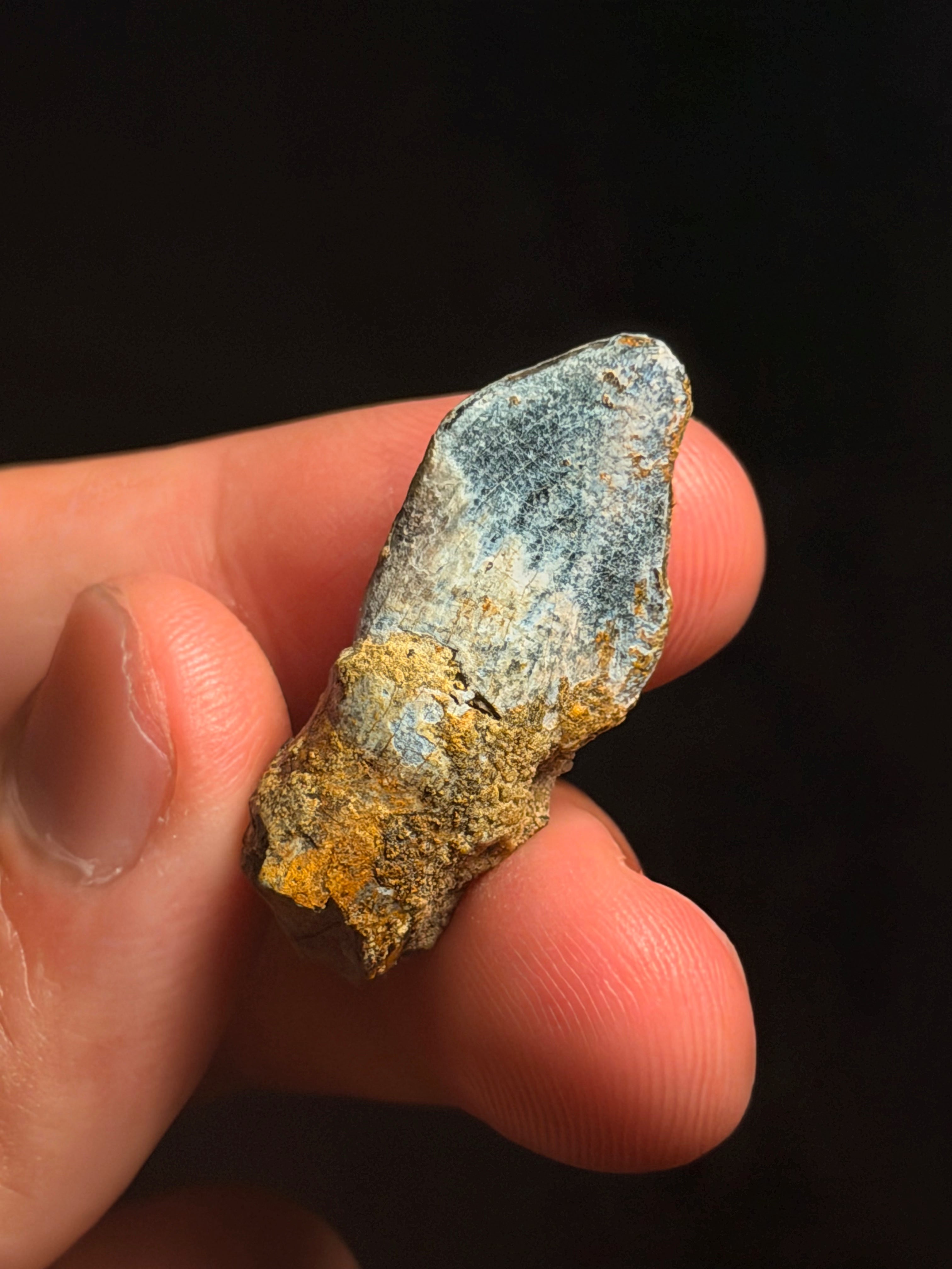 Lapparentosaurus Tooth – 1.37" – Middle Jurassic, Madagascar