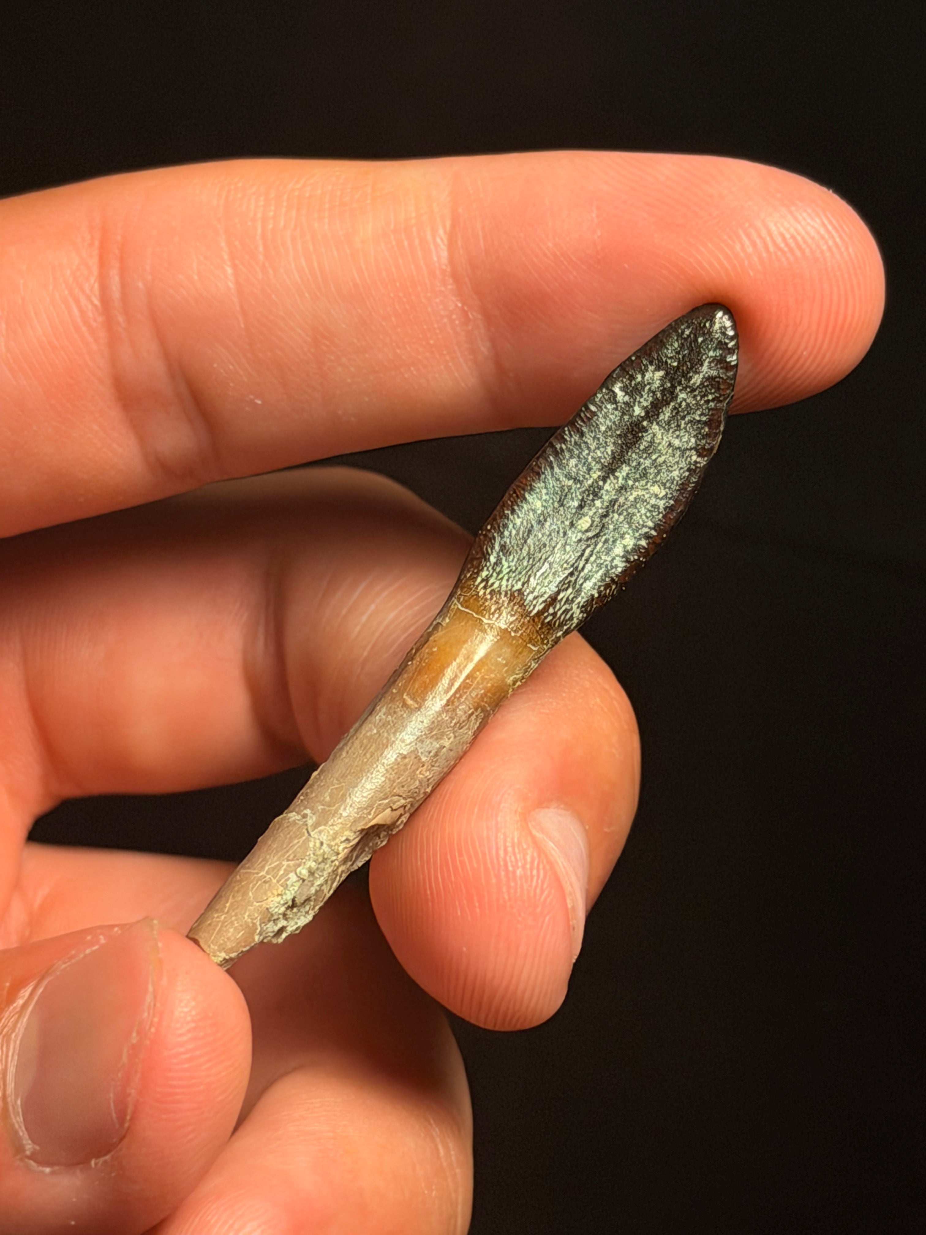 Lapparentosaurus Tooth – 2.09" – Middle Jurassic, Madagascar