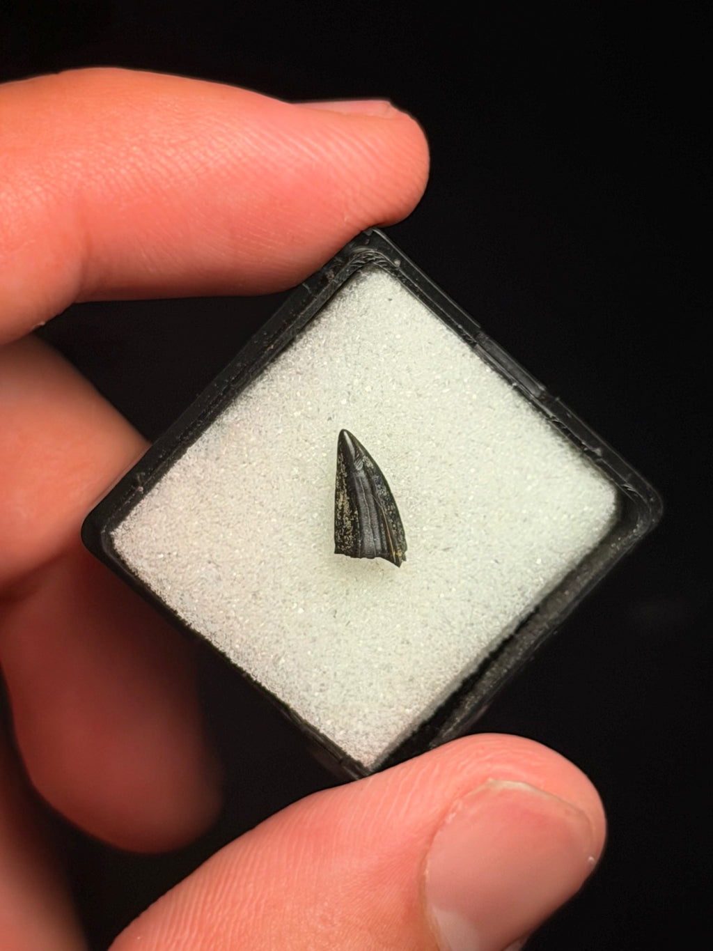Paronychodon Tooth – 0.38" – Hell Creek Formation, Montana