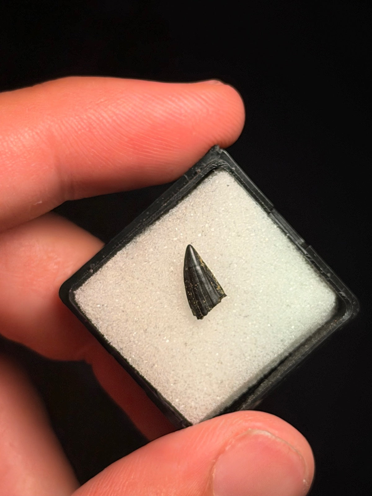 Paronychodon Tooth – 0.38" – Hell Creek Formation, Montana