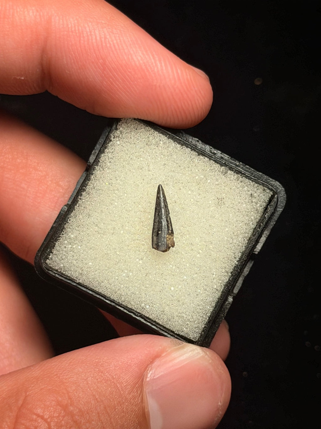 Richardoestesia Tooth – 0.39" – Hell Creek Formation, Montana