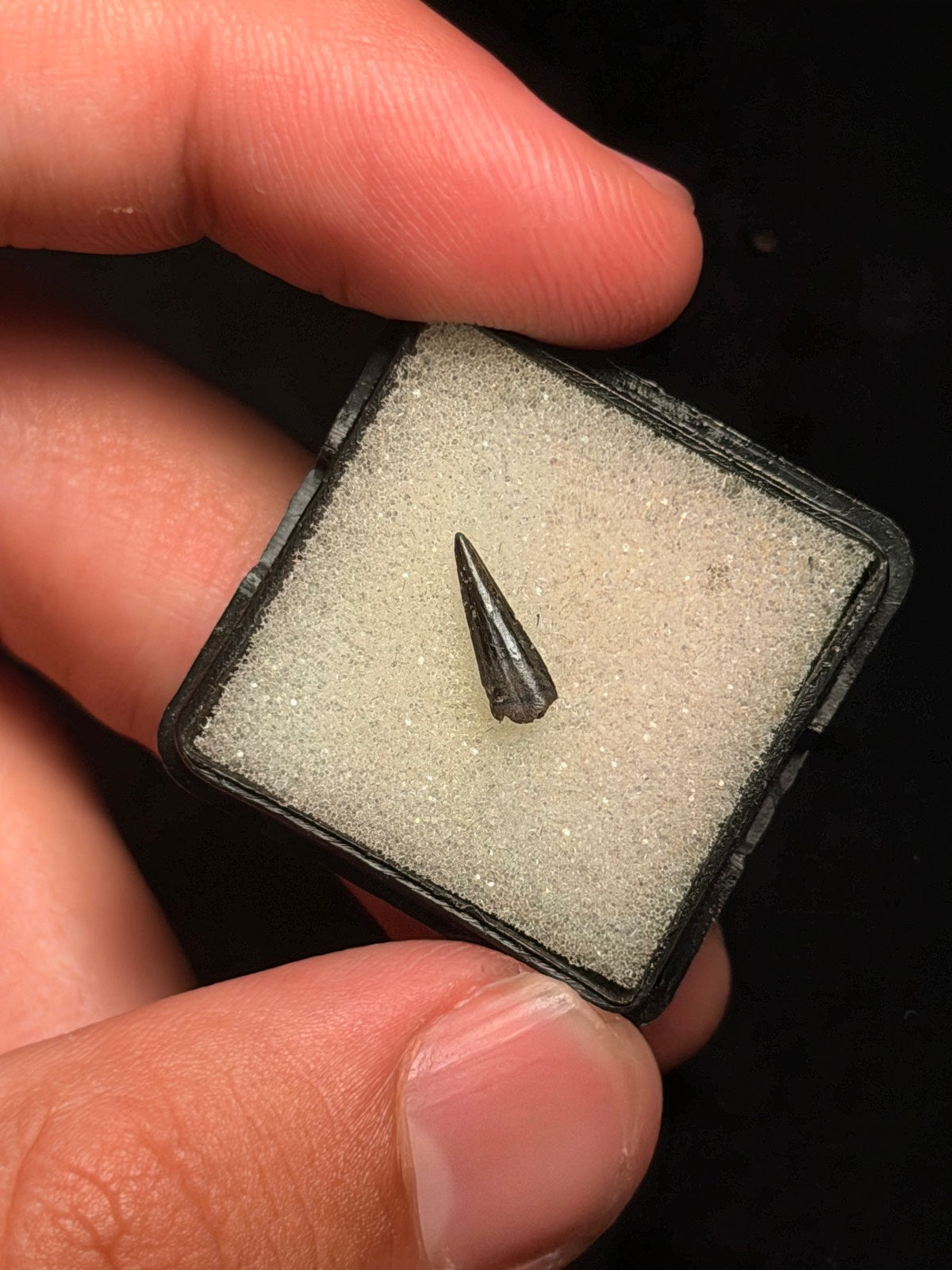 Richardoestesia Tooth – 0.39" – Hell Creek Formation, Montana