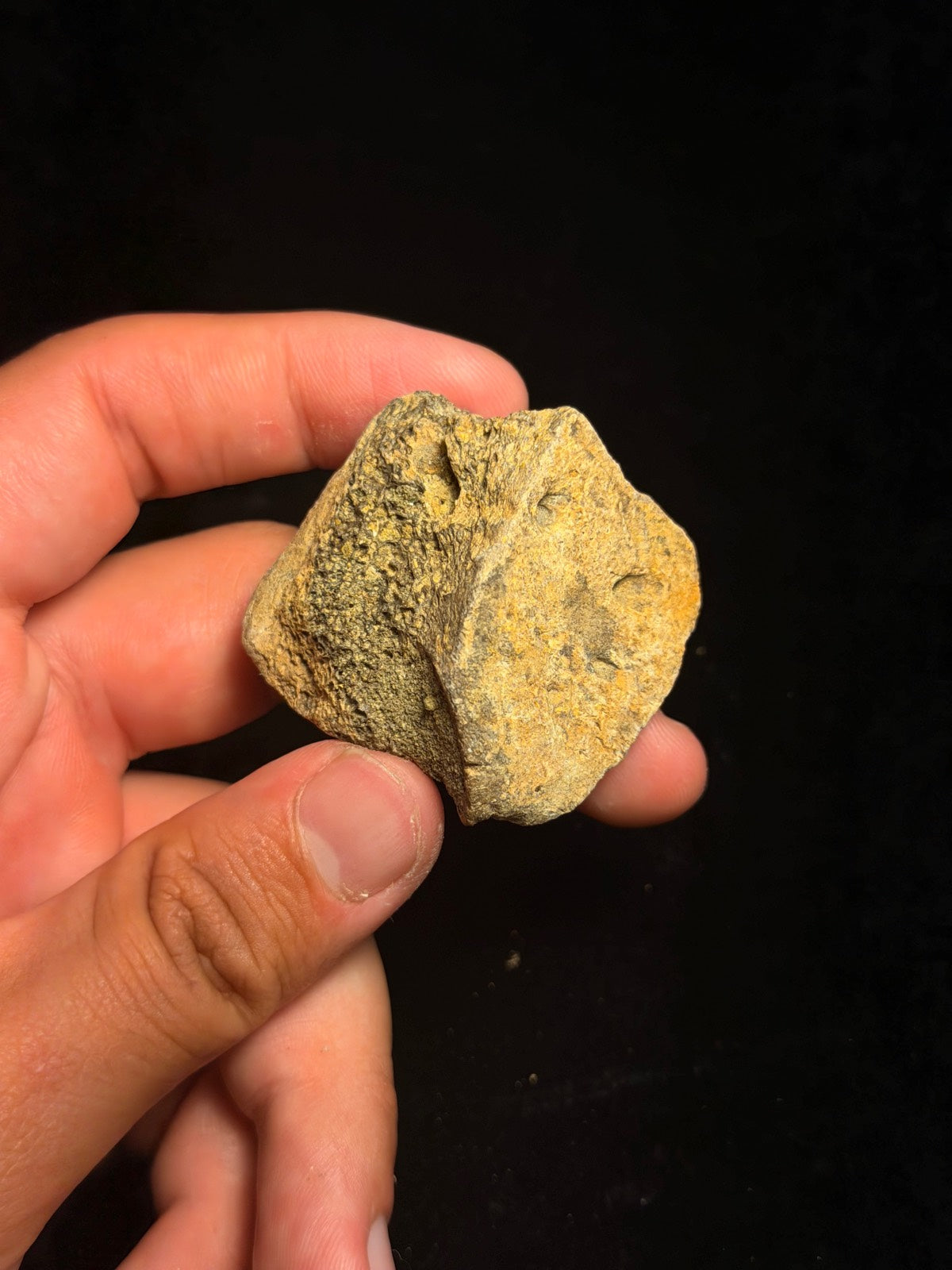 Ankylosaur Scute – 2.00" – Hell Creek Formation, Montana