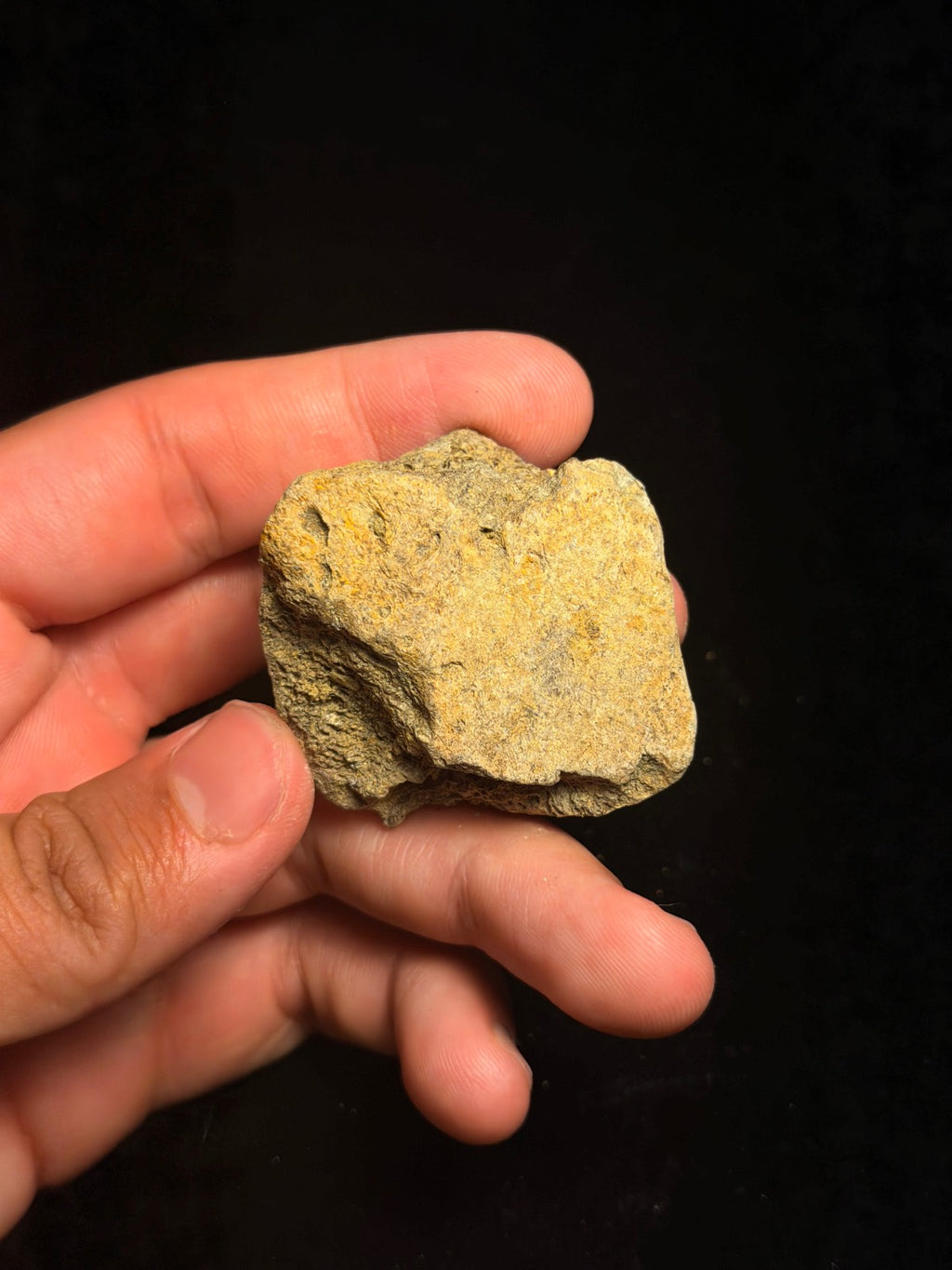 Ankylosaur Scute – 2.00" – Hell Creek Formation, Montana