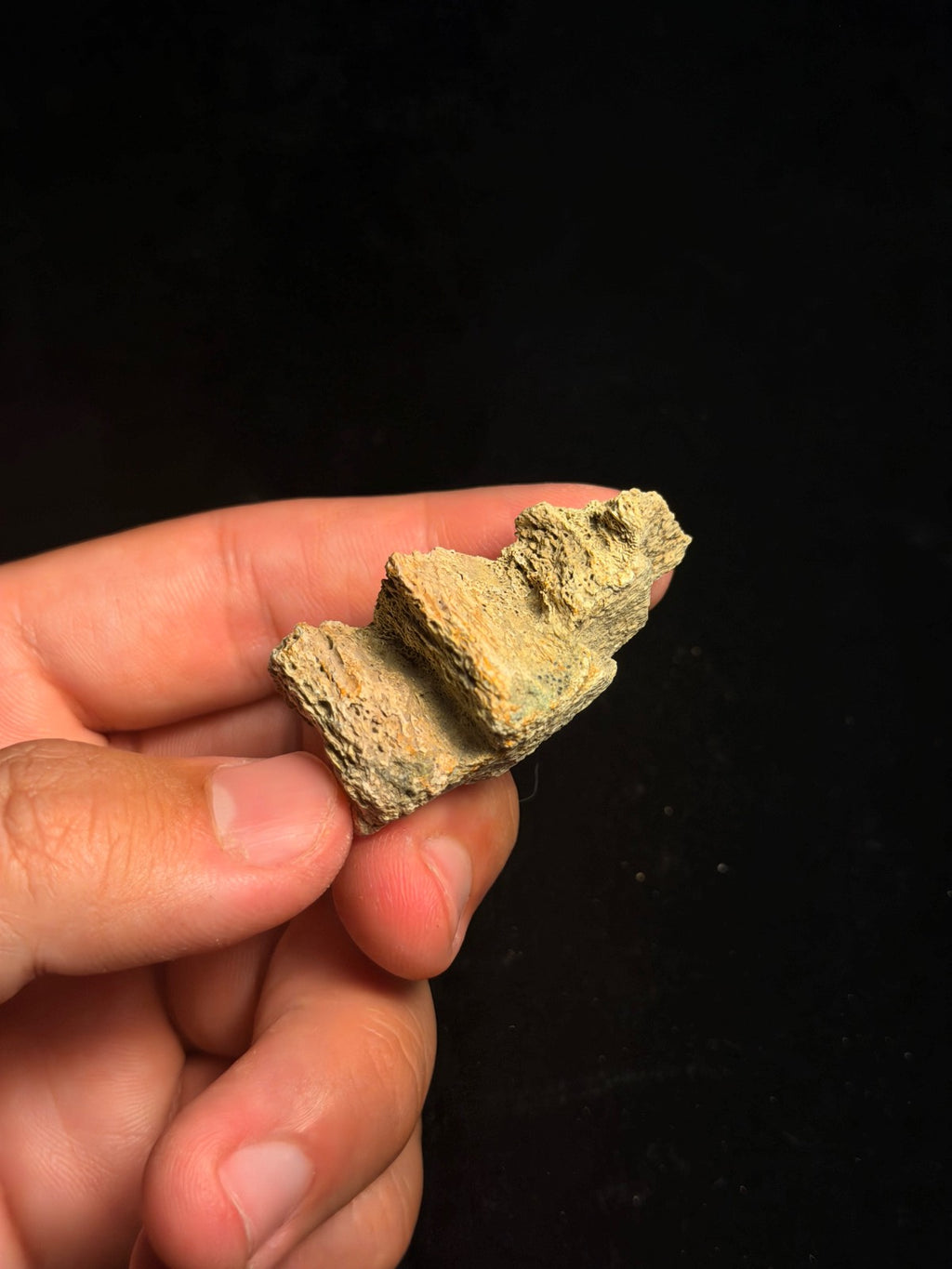 Triceratops Jaw Fragment – 1.89" – Hell Creek Formation, Montana