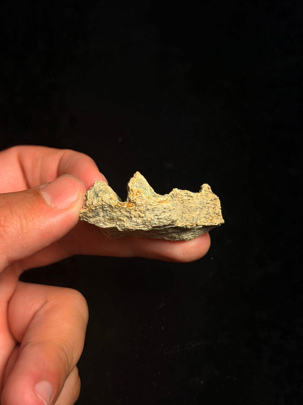 Triceratops Jaw Fragment – 1.89" – Hell Creek Formation, Montana