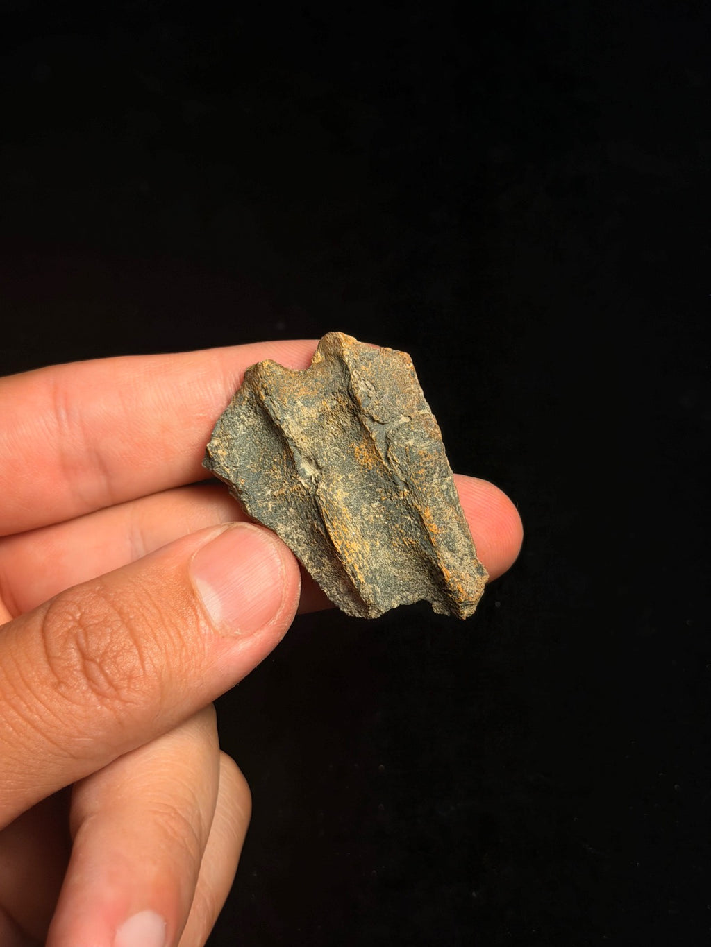 Triceratops Jaw Fragment – 1.84" – Hell Creek Formation, Montana