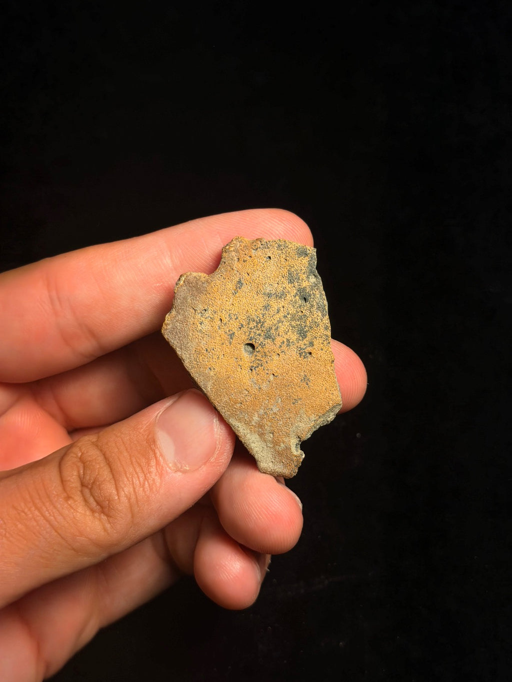 Triceratops Jaw Fragment – 1.84" – Hell Creek Formation, Montana