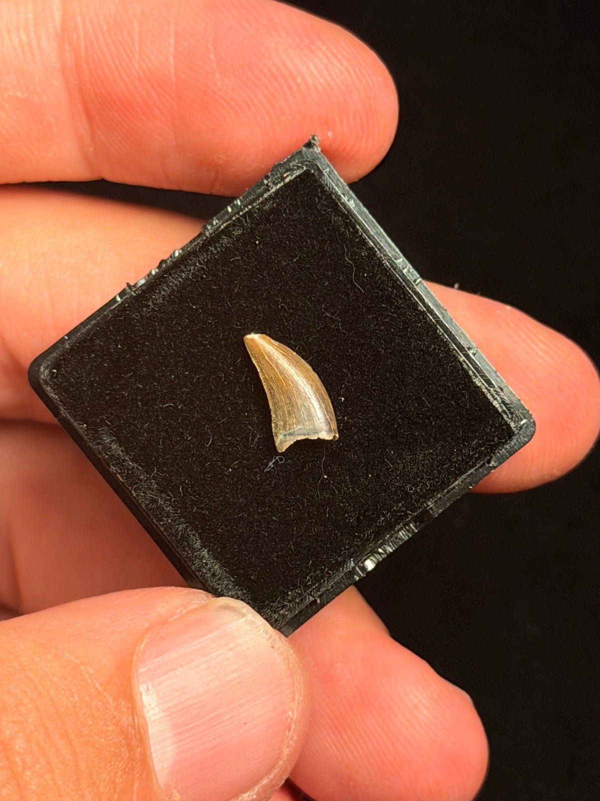 Acheroraptor Tooth – 0.41" – Hell Creek Formation, Montana