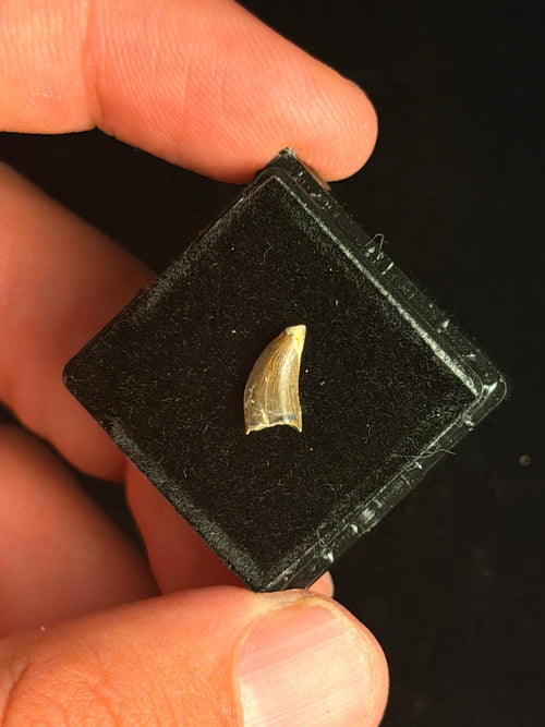 Acheroraptor Tooth – 0.41" – Hell Creek Formation, Montana