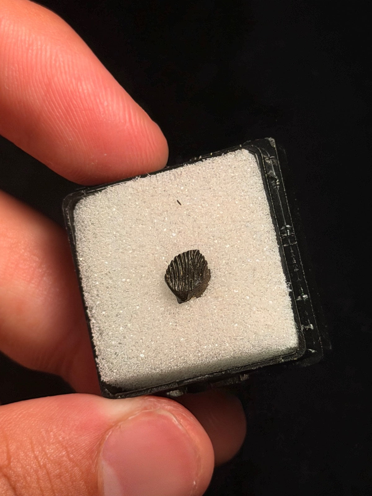 Thescelosaurus Tooth – 0.27" – Hell Creek Formation, Montana