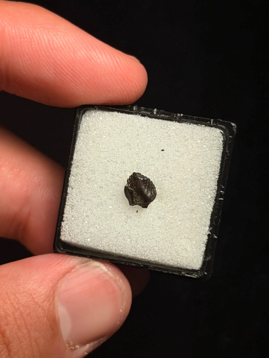 Thescelosaurus Tooth – 0.27" – Hell Creek Formation, Montana