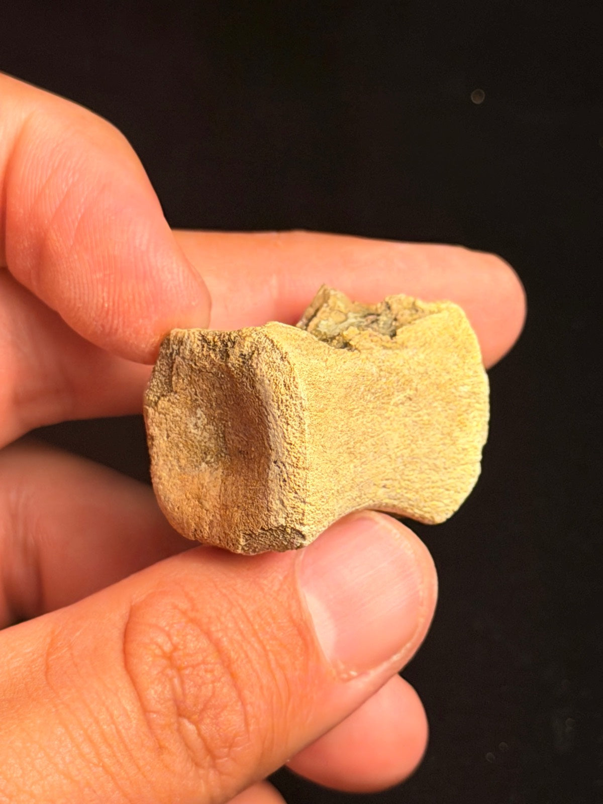 Juvenile Hadrosaur Caudal Vertebra – 1.16" – Hell Creek Formation, Montana