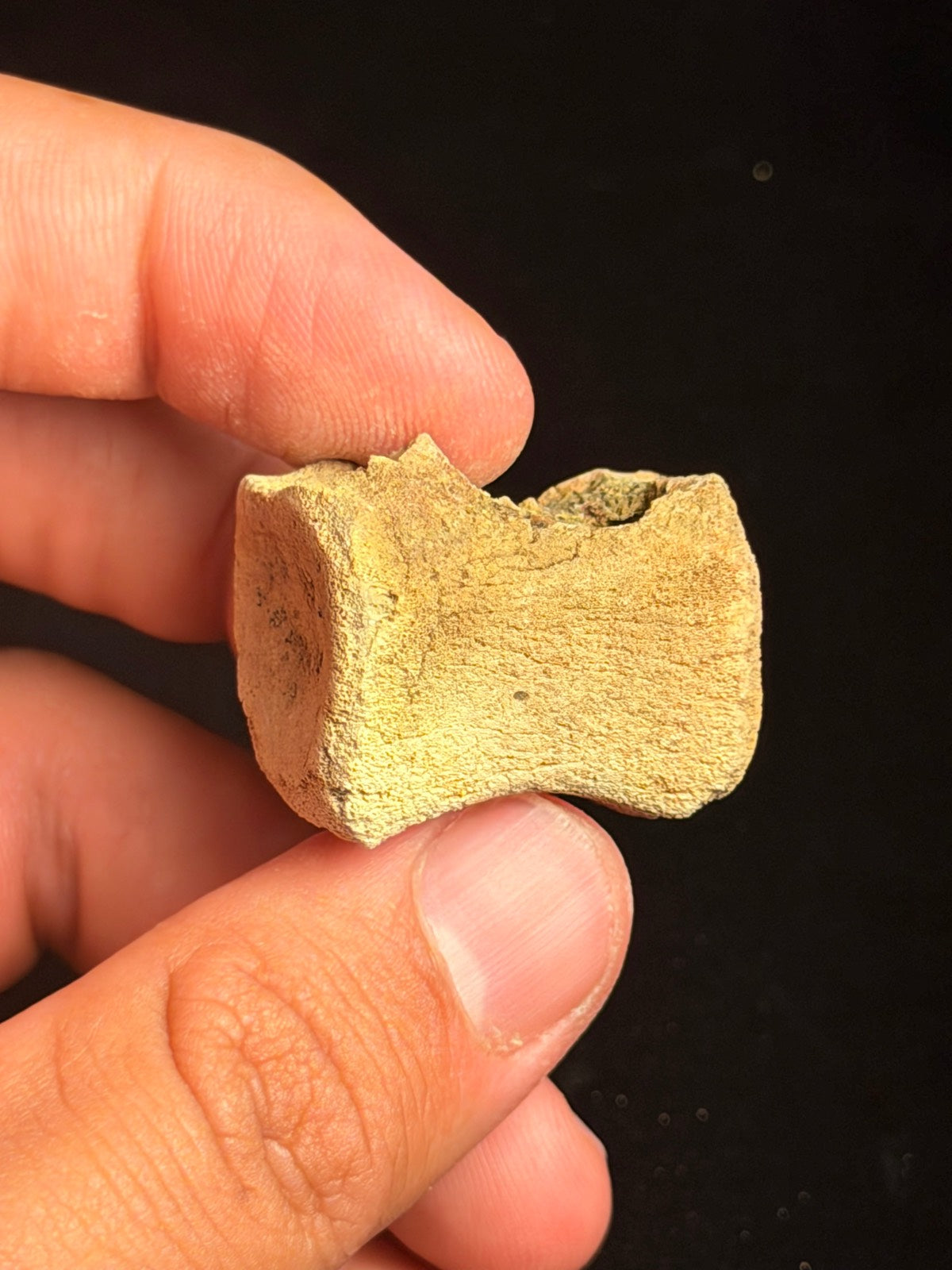 Juvenile Hadrosaur Caudal Vertebra – 1.16" – Hell Creek Formation, Montana