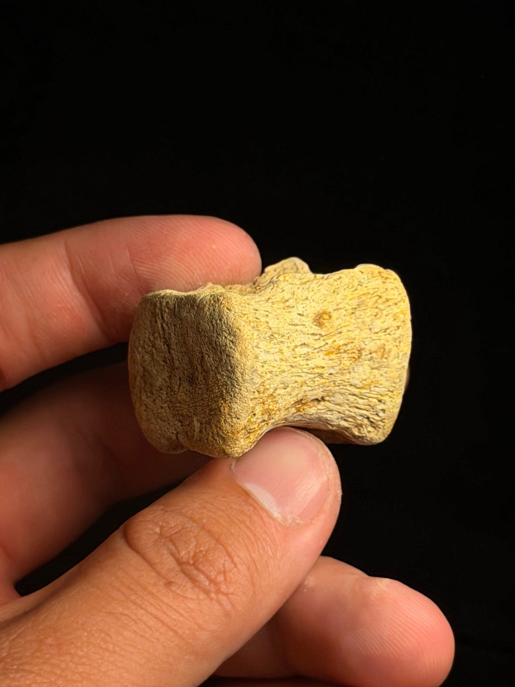 Juvenile Hadrosaur Caudal Vertebra – 1.27" – Hell Creek Formation, Montana