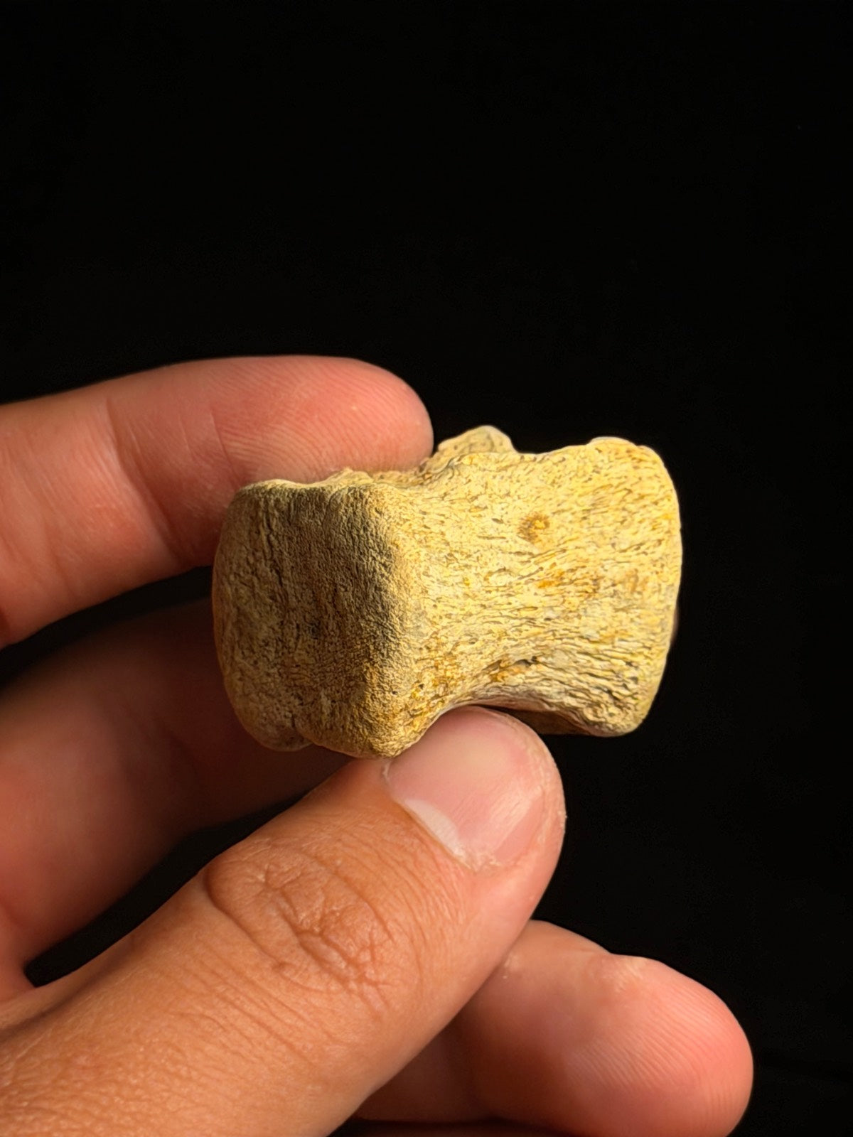 Juvenile Hadrosaur Caudal Vertebra – 1.27" – Hell Creek Formation, Montana