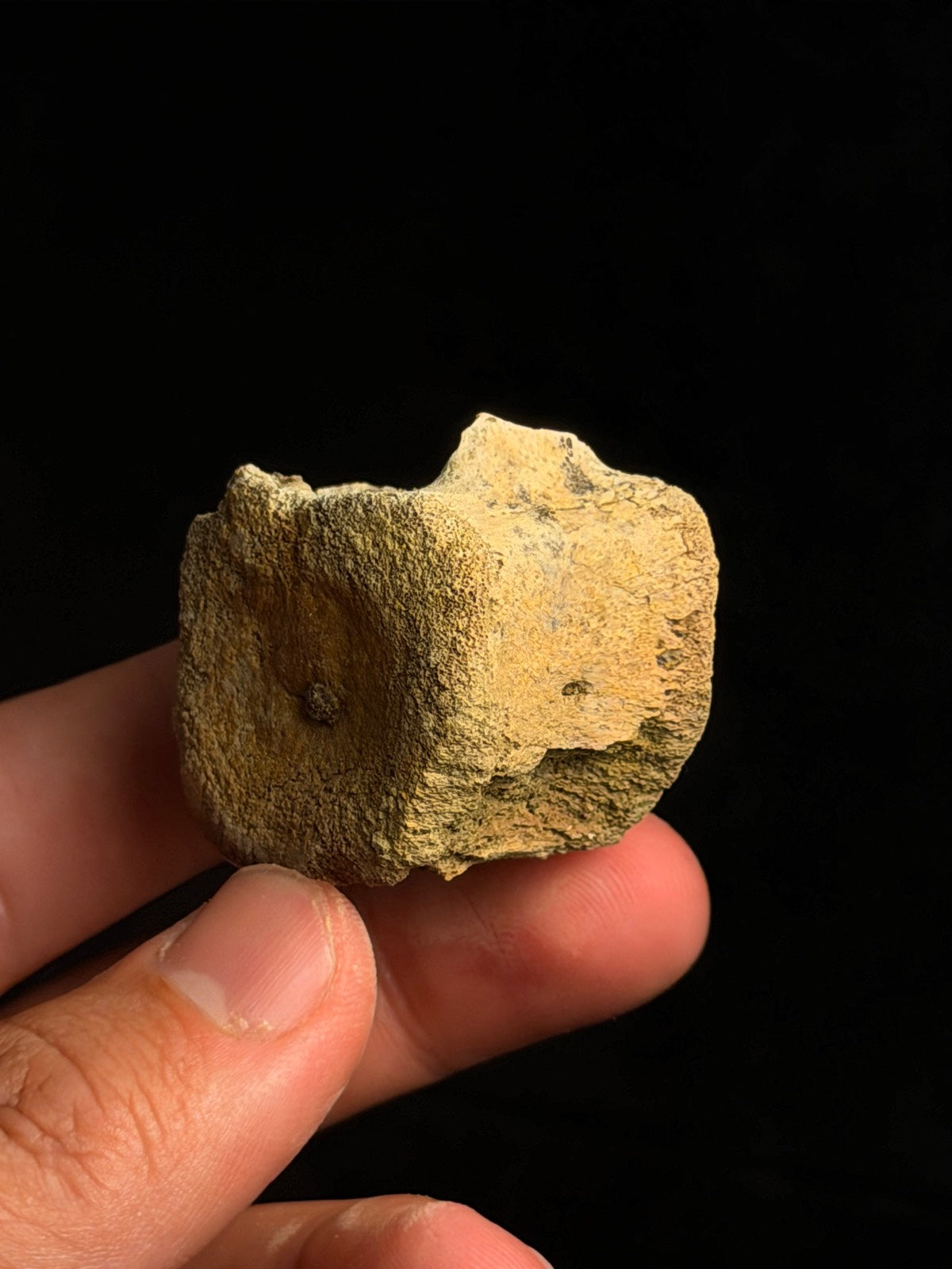 Juvenile Hadrosaur (Edmontosaurus) Caudal Vertebra – 1.14" – Hell Creek Formation, Montana