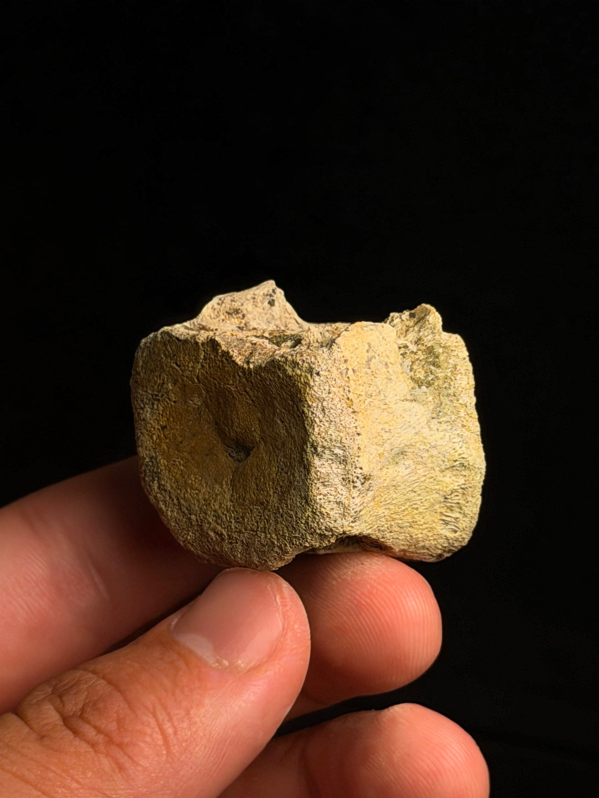 Juvenile Hadrosaur (Edmontosaurus) Caudal Vertebra – 1.14" – Hell Creek Formation, Montana