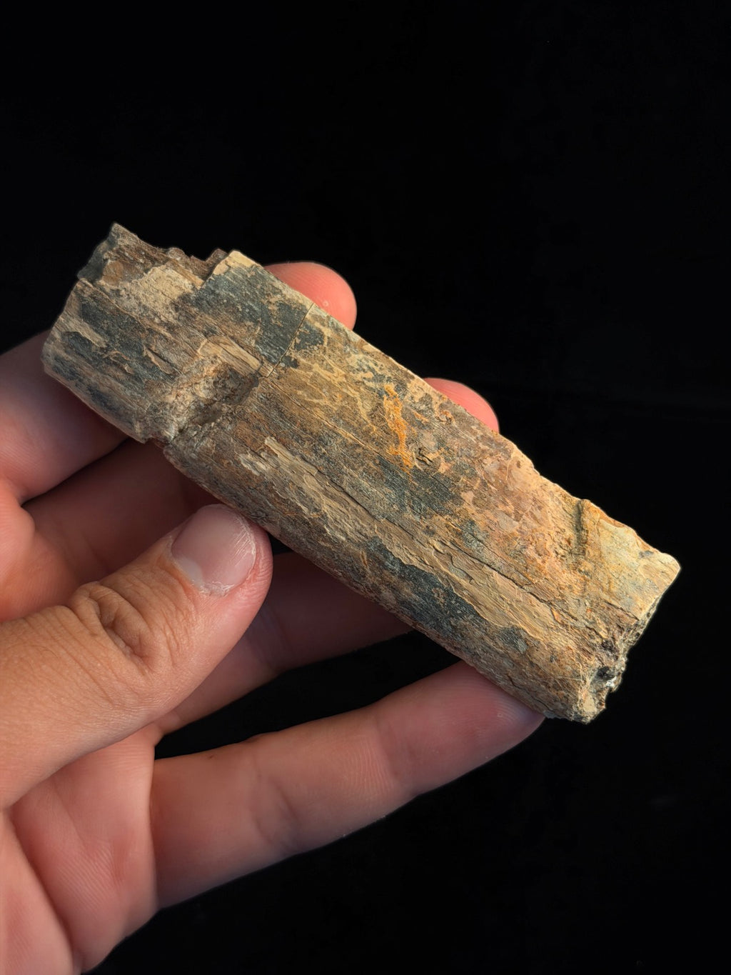 Triceratops Rib with Predation Marks – 4.12" – Hell Creek Formation, Montana