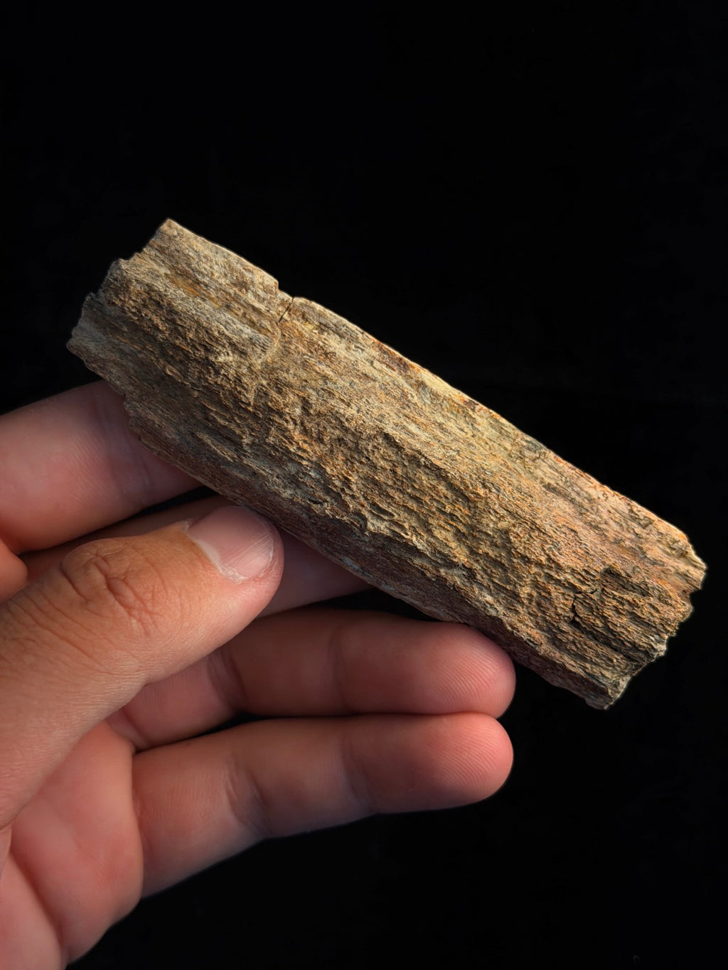Triceratops Rib with Predation Marks – 4.12" – Hell Creek Formation, Montana
