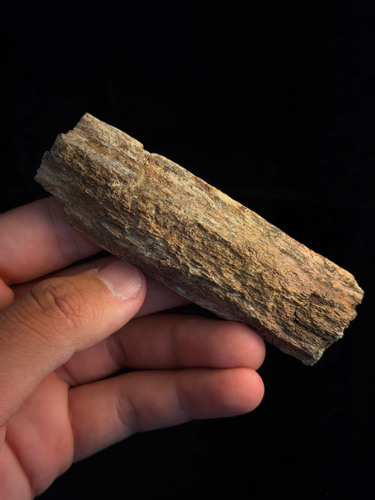 Triceratops Rib with Predation Marks – 4.12" – Hell Creek Formation, Montana