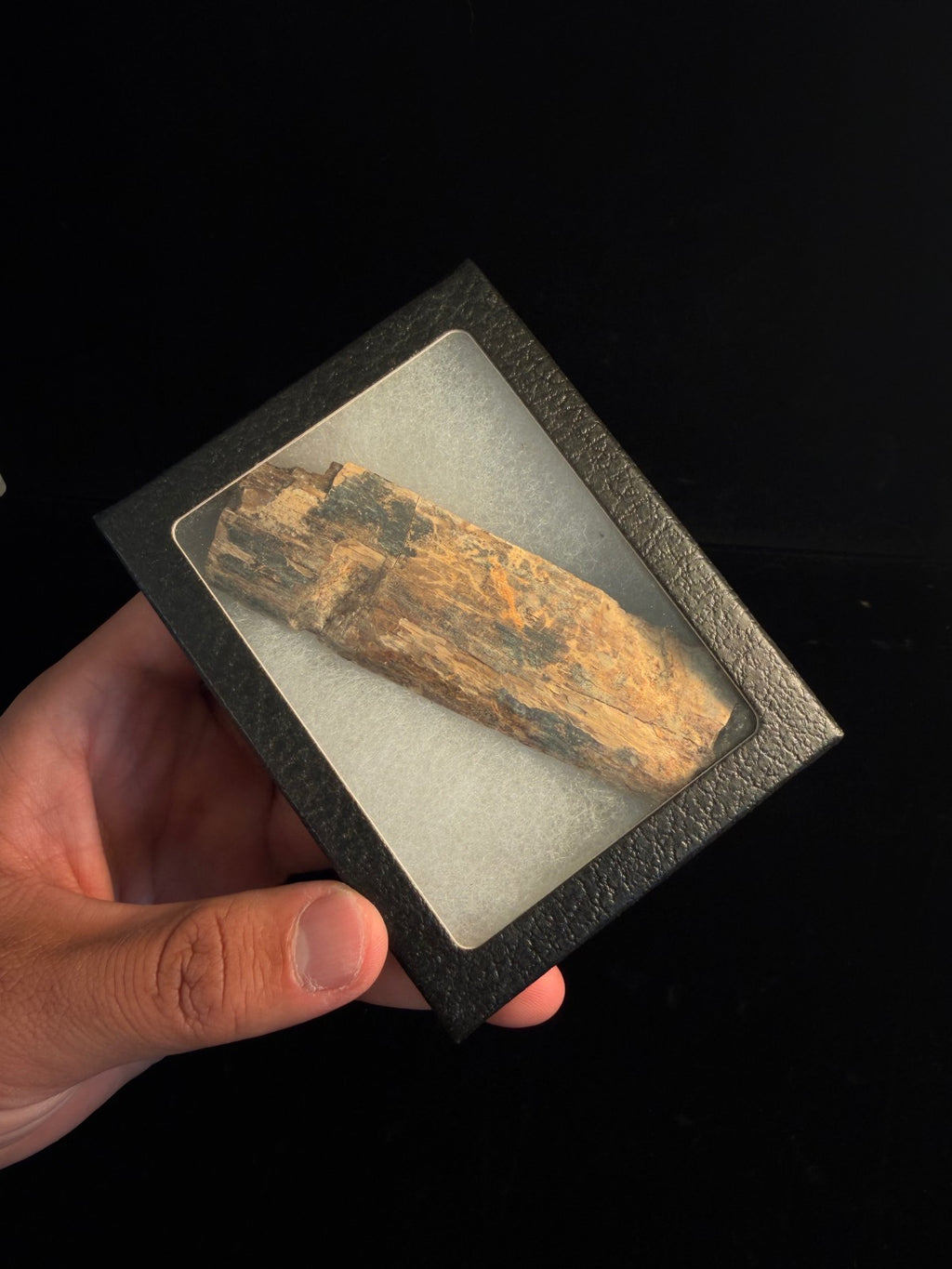 Triceratops Rib with Predation Marks – 4.12" – Hell Creek Formation, Montana