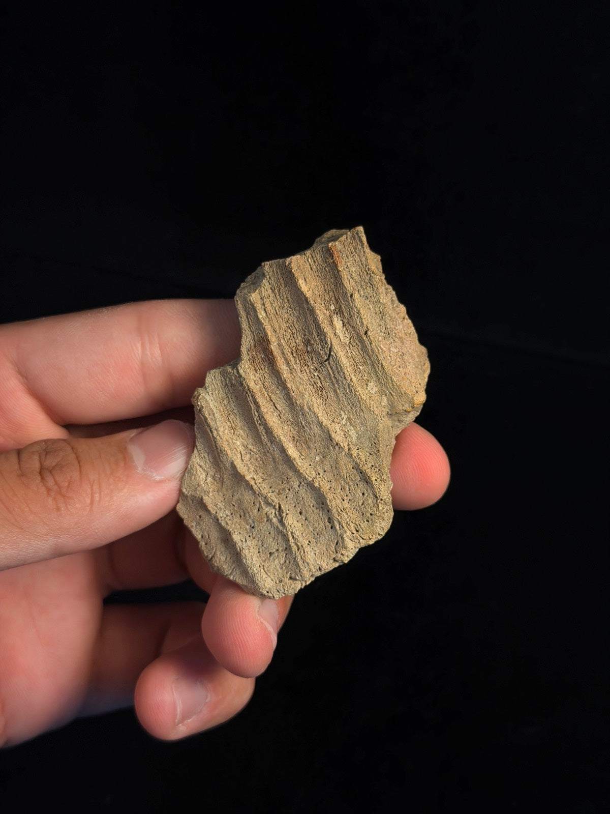 Hadrosaur (Edmontosaurus) Jaw – 2.81" – Hell Creek Formation, Montana