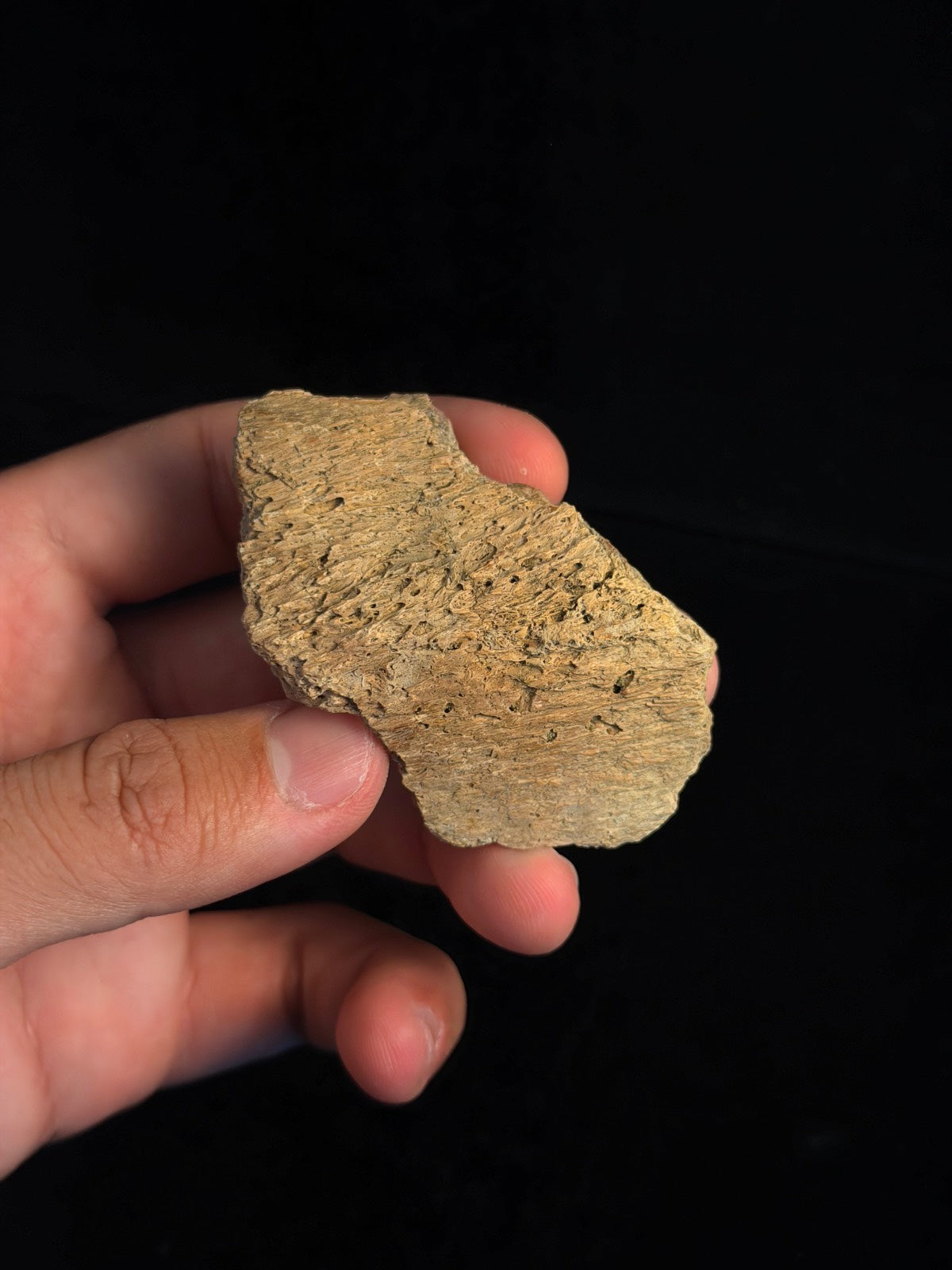 Hadrosaur (Edmontosaurus) Jaw – 2.81" – Hell Creek Formation, Montana