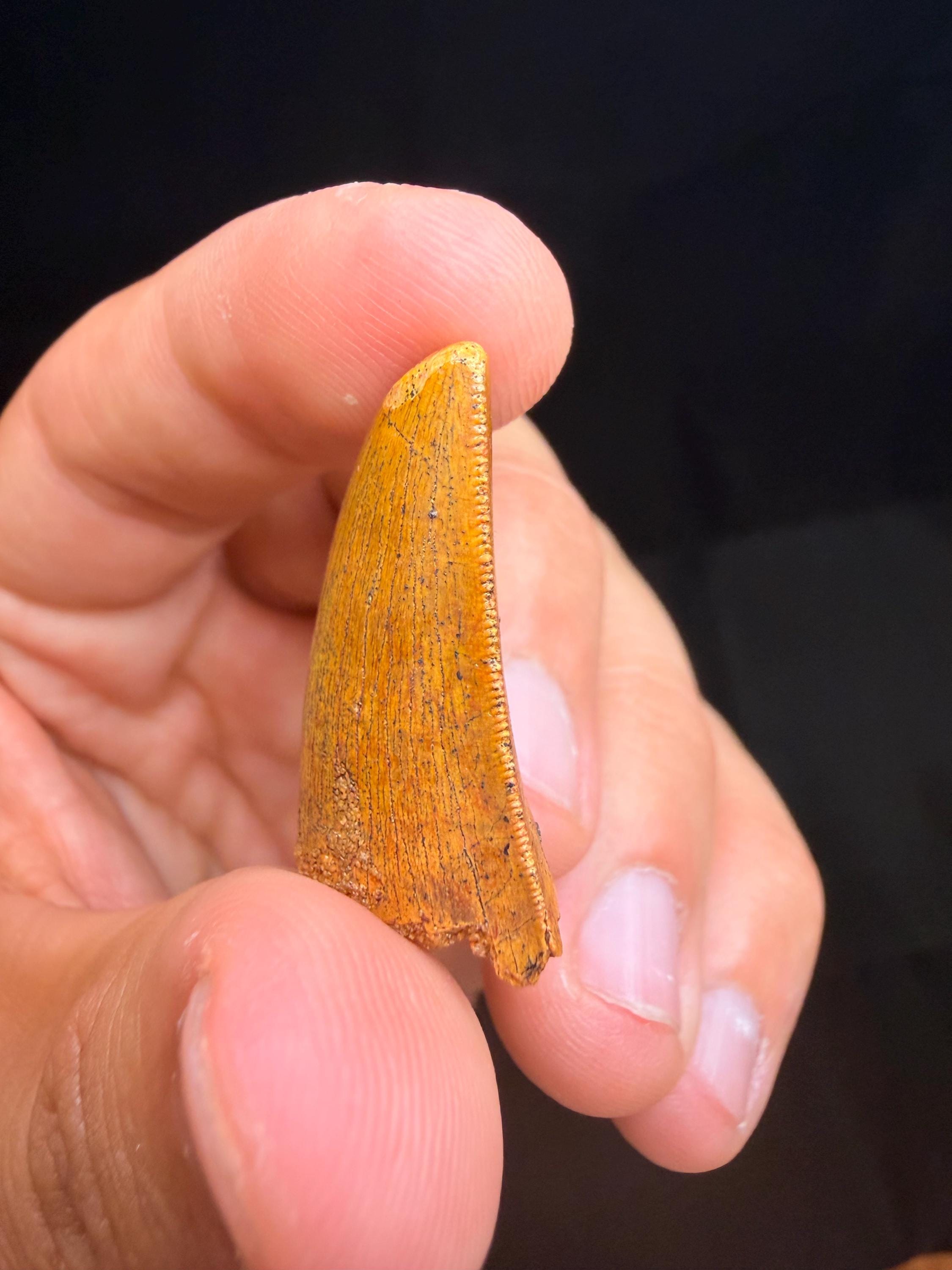 Carcharodontosaurus Dinosaur Tooth - 1.25 inches