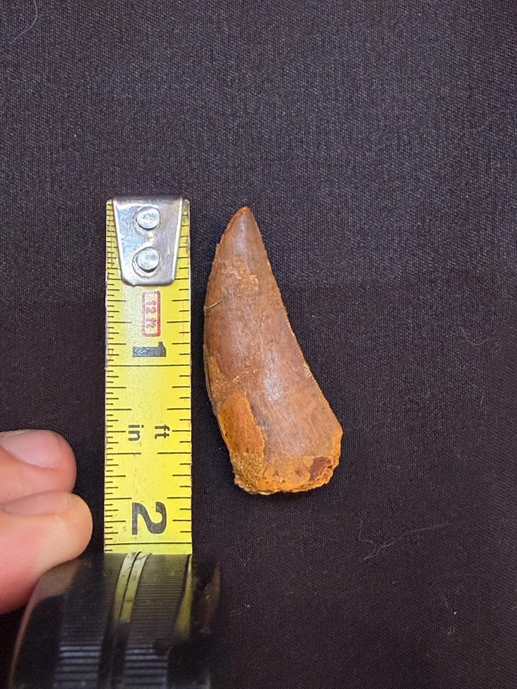 Carcharodontosaurus Dinosaur Tooth - 1.75 inches