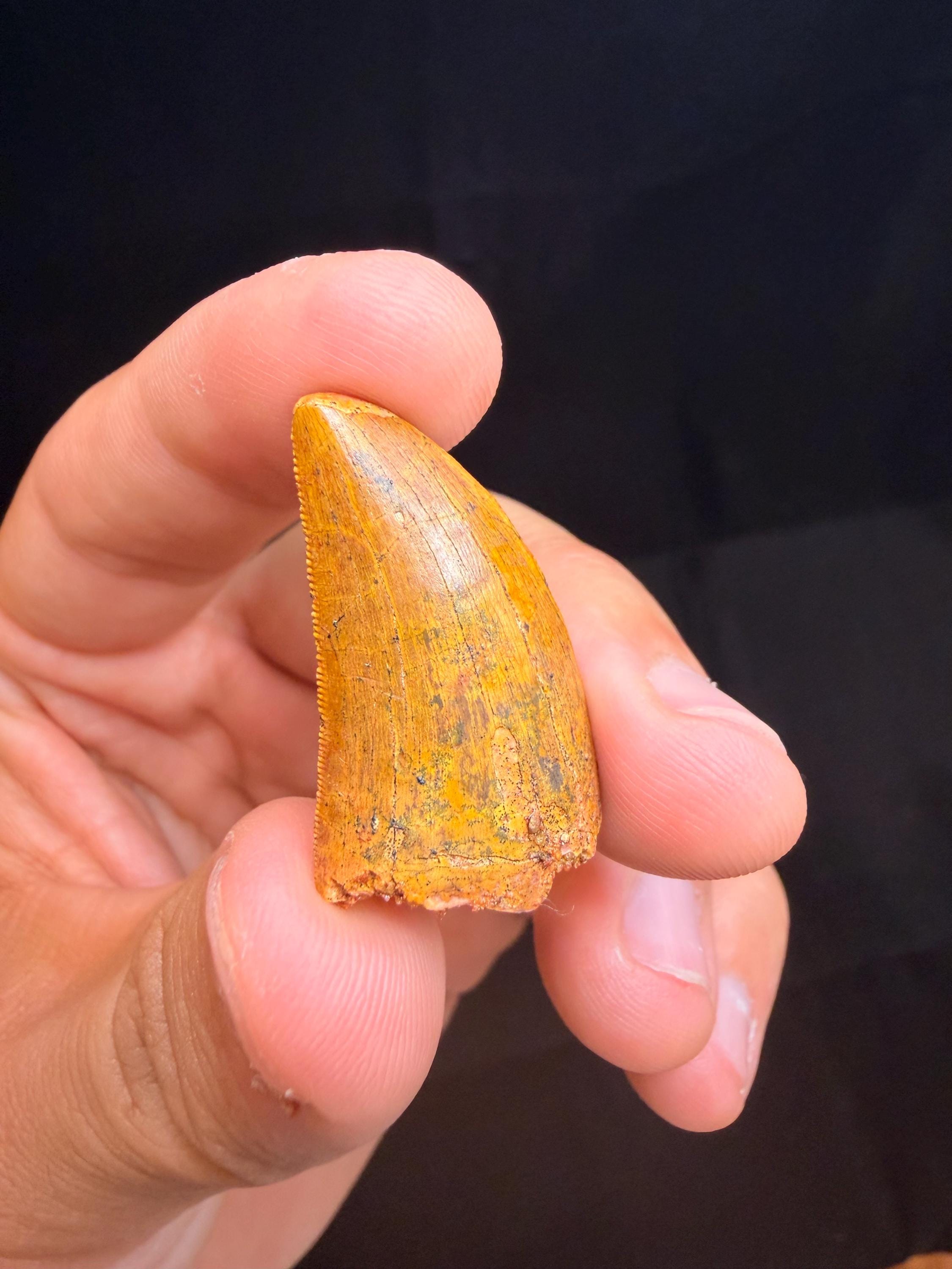 Carcharodontosaurus Dinosaur Tooth - 1.25 inches