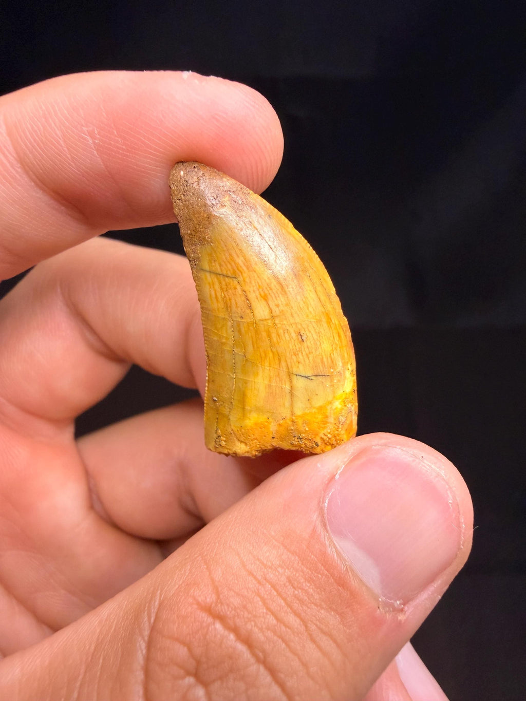 Carcharodontosaurus Dinosaur Tooth - 1.25 inches