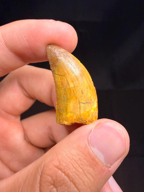 Carcharodontosaurus Dinosaur Tooth - 1.25 inches