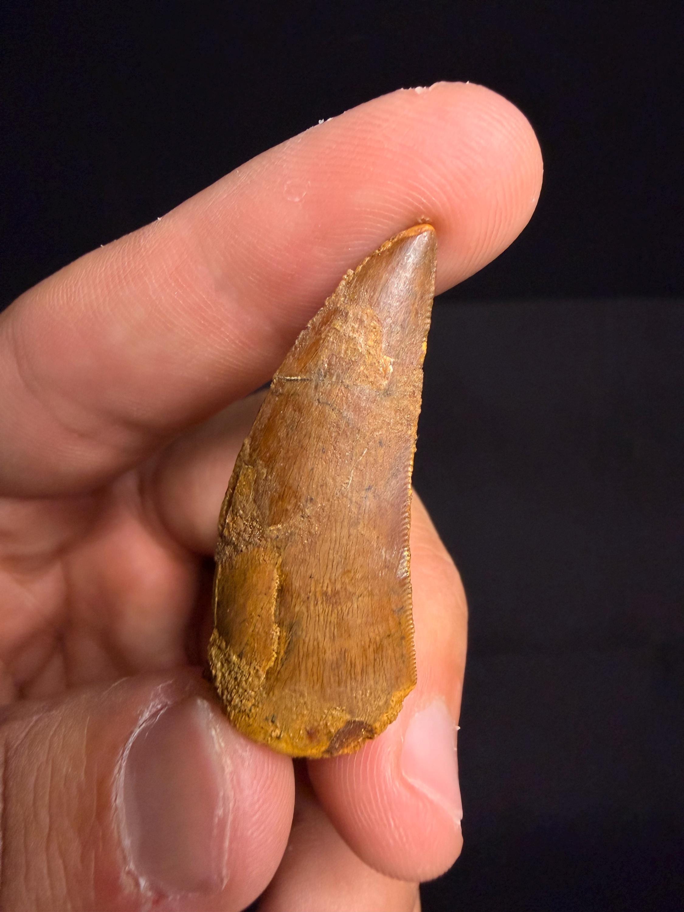 Carcharodontosaurus Dinosaur Tooth - 1.75 inches