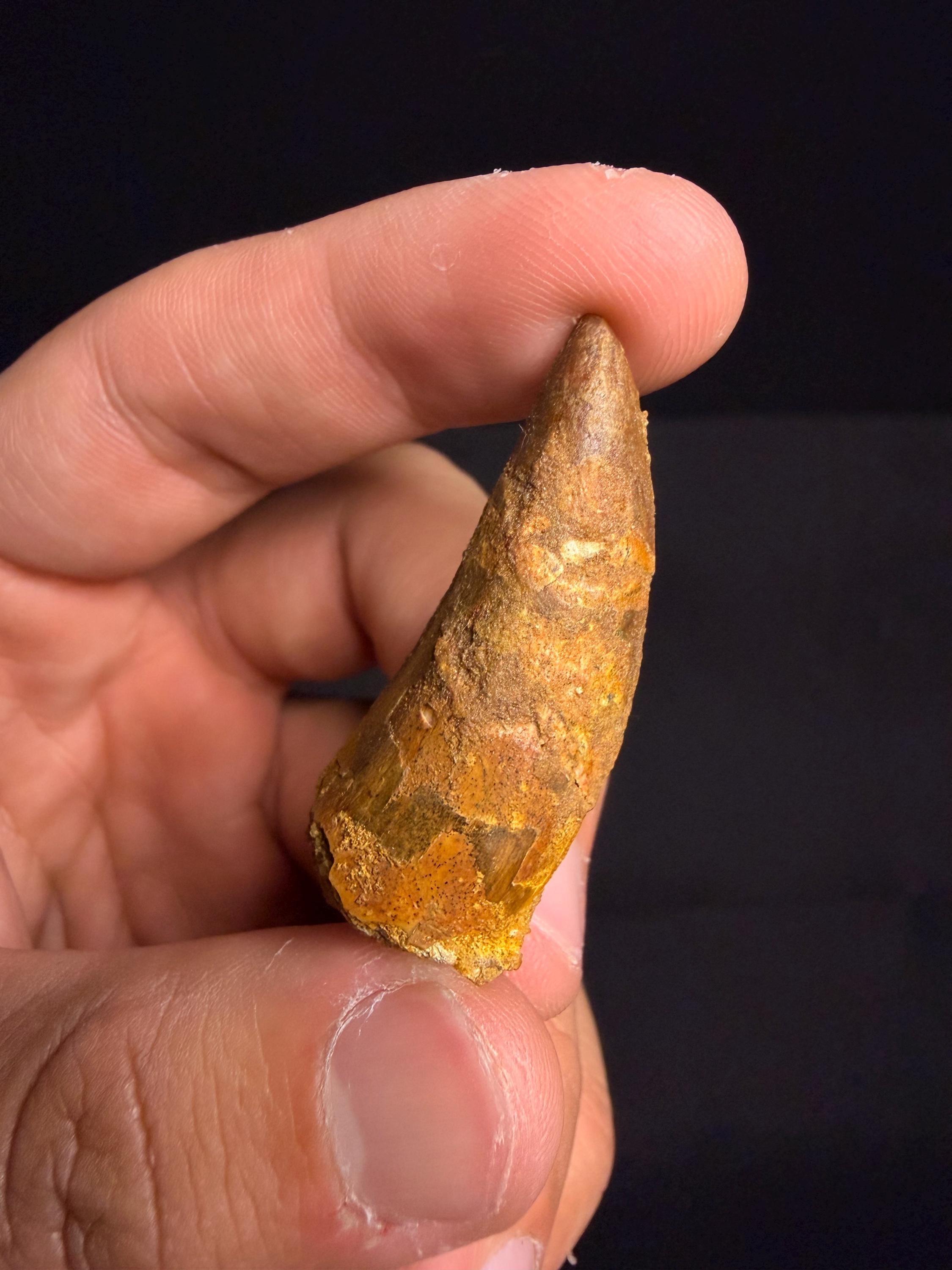Carcharodontosaurus Dinosaur Tooth - 1.75 inches