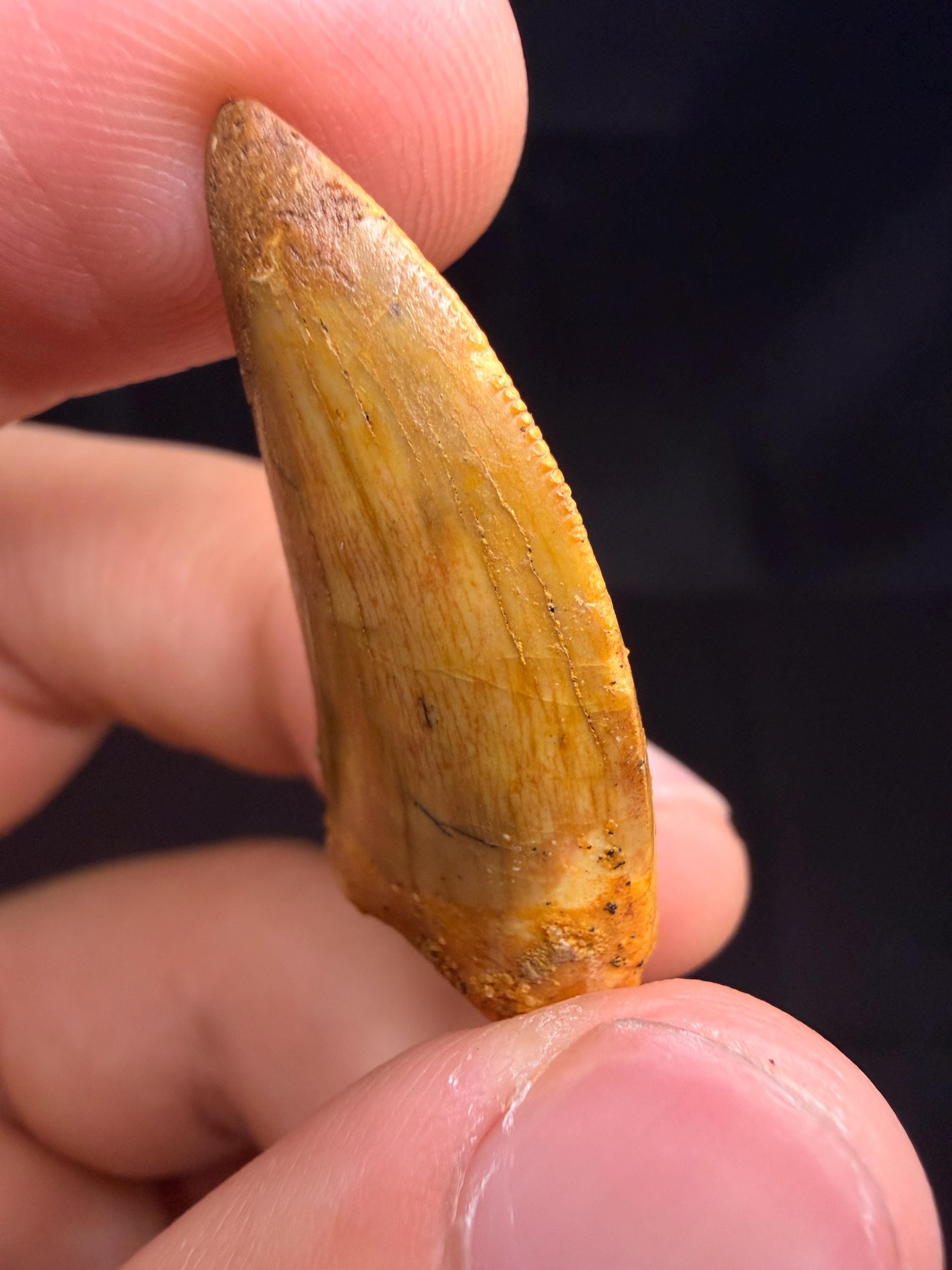 Carcharodontosaurus Dinosaur Tooth - 1.25 inches