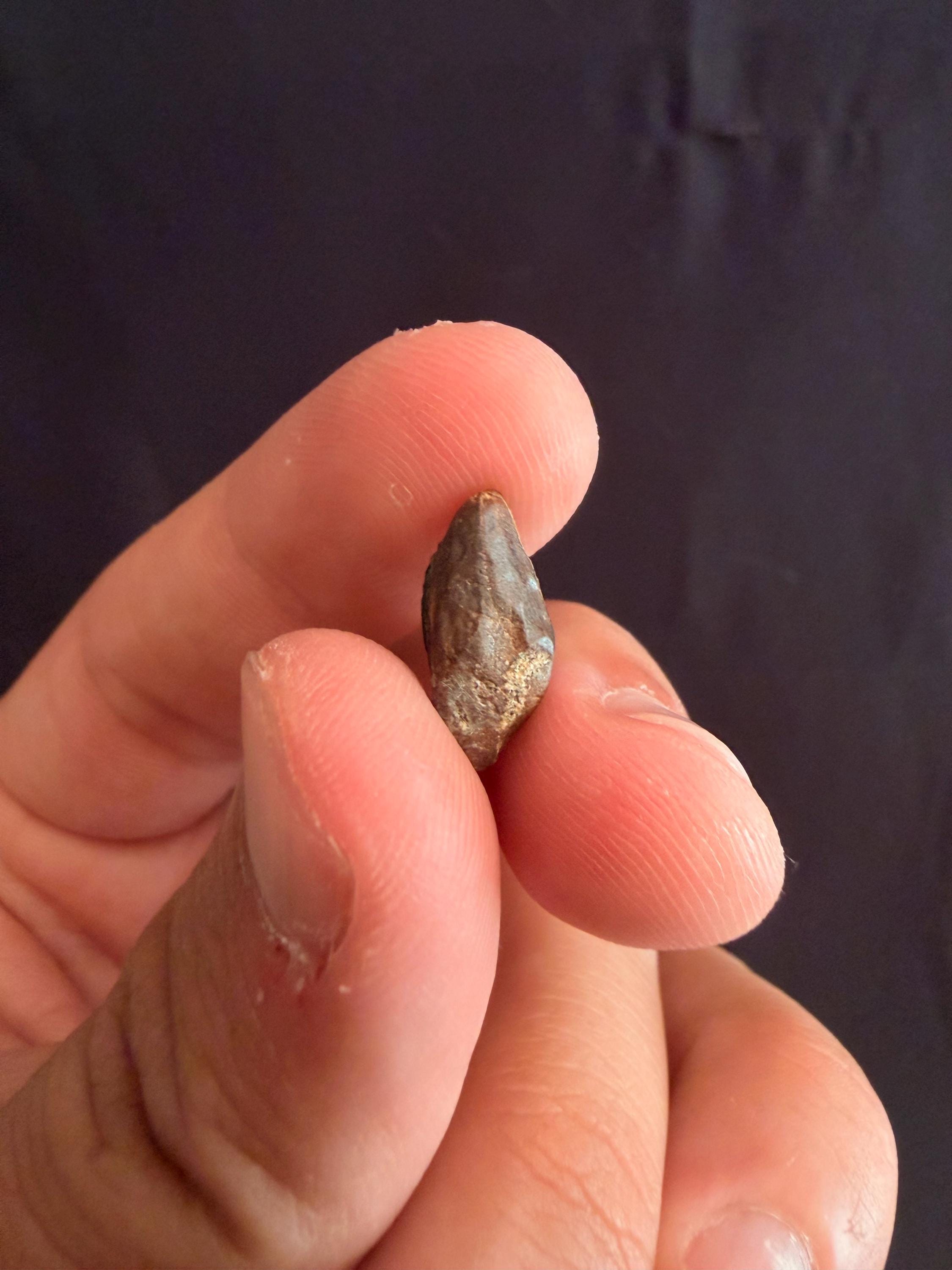 Hadrosaur Tooth - Judith River Formation