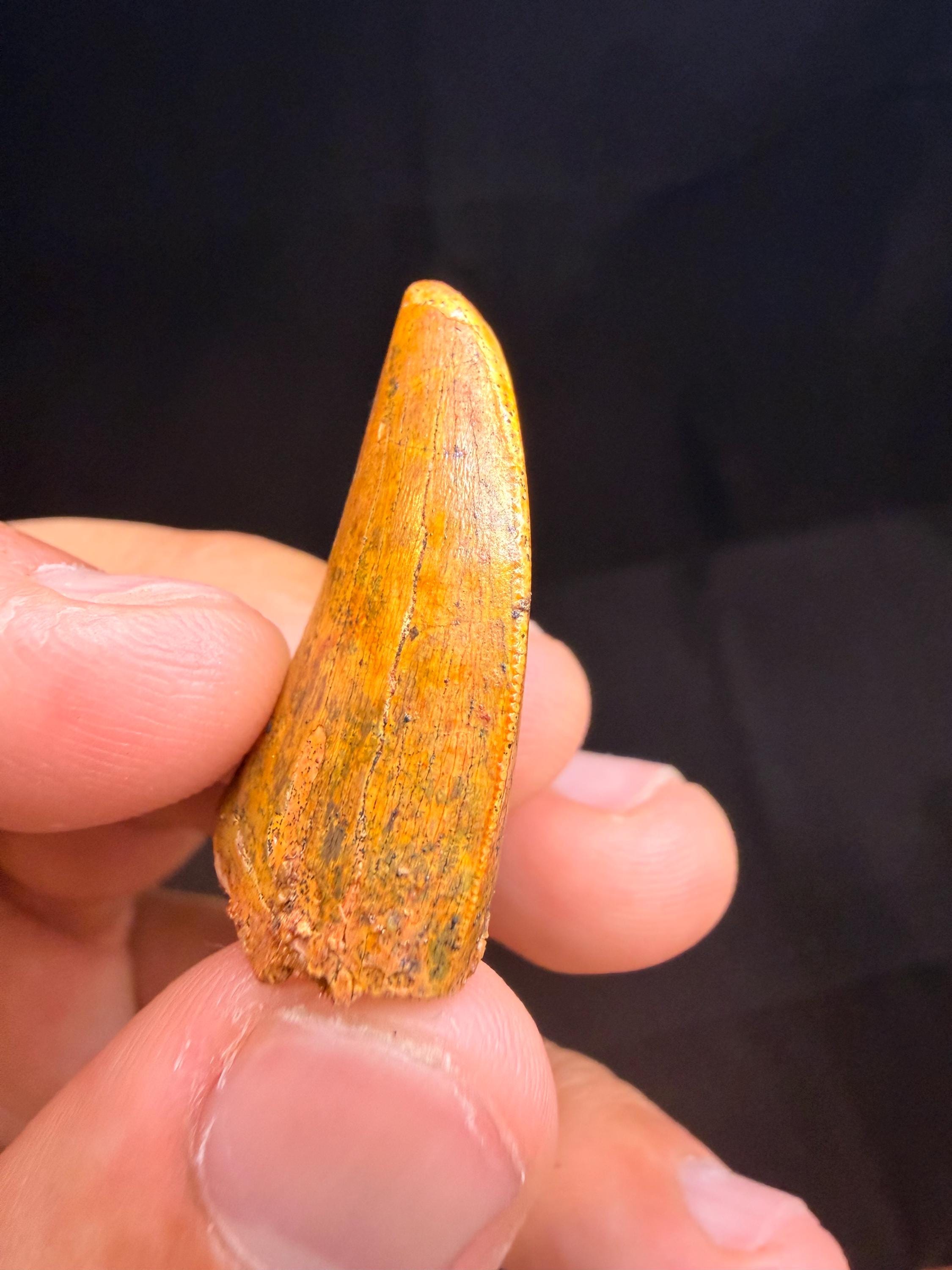 Carcharodontosaurus Dinosaur Tooth - 1.25 inches