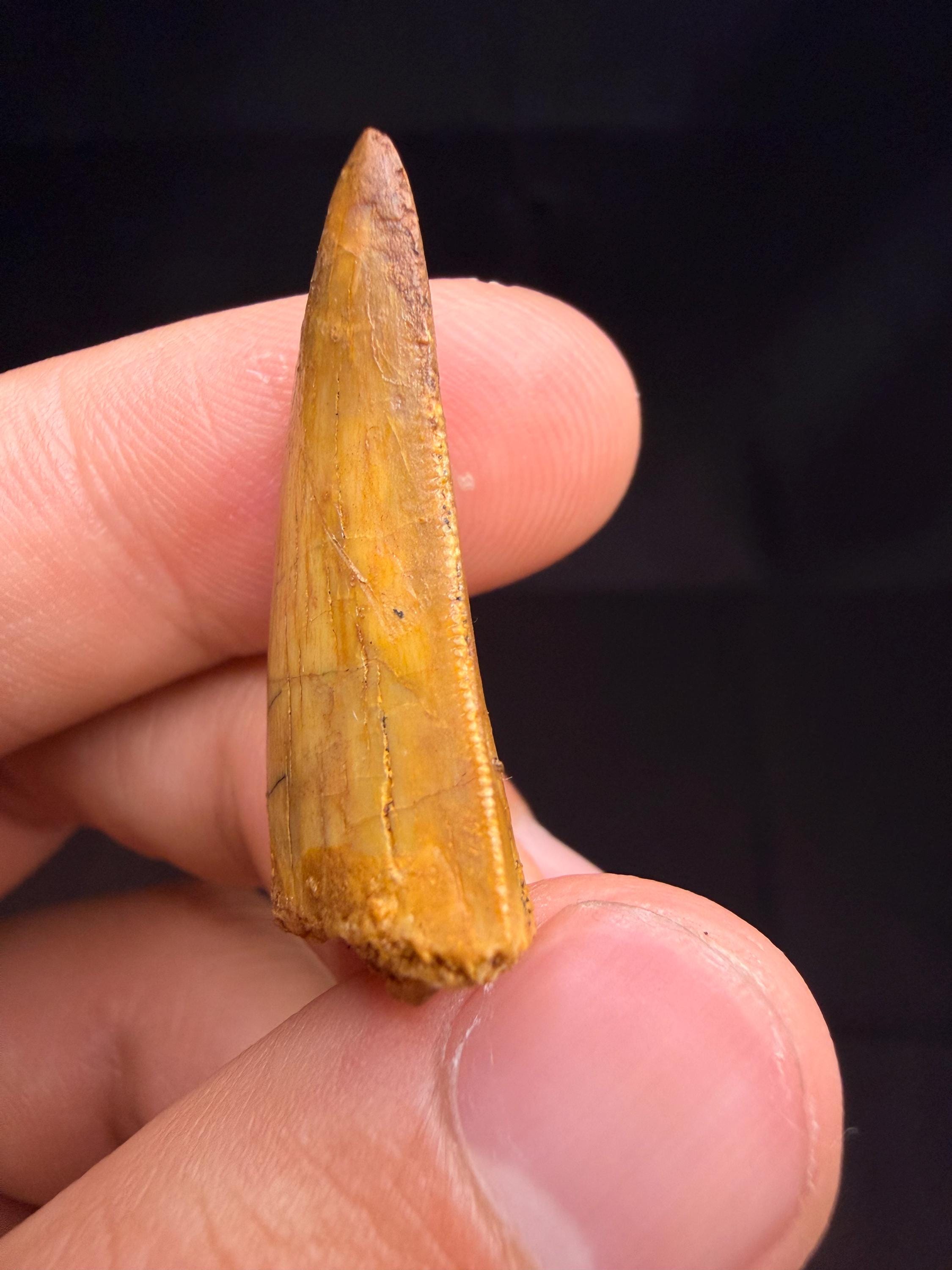 Carcharodontosaurus Dinosaur Tooth - 1.25 inches