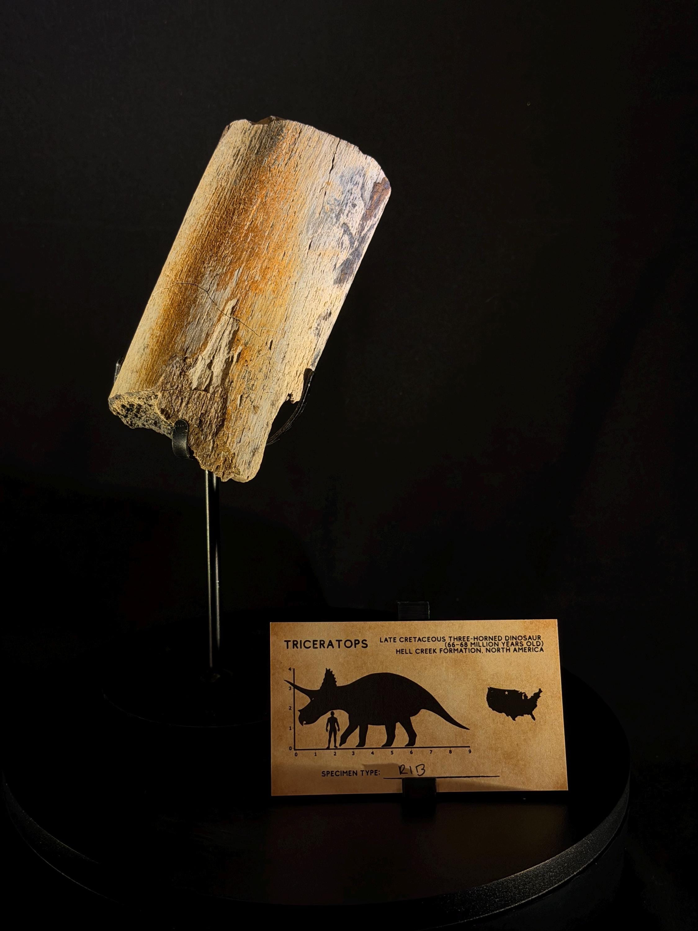 Triceratops Rib - Hell Creek Formation