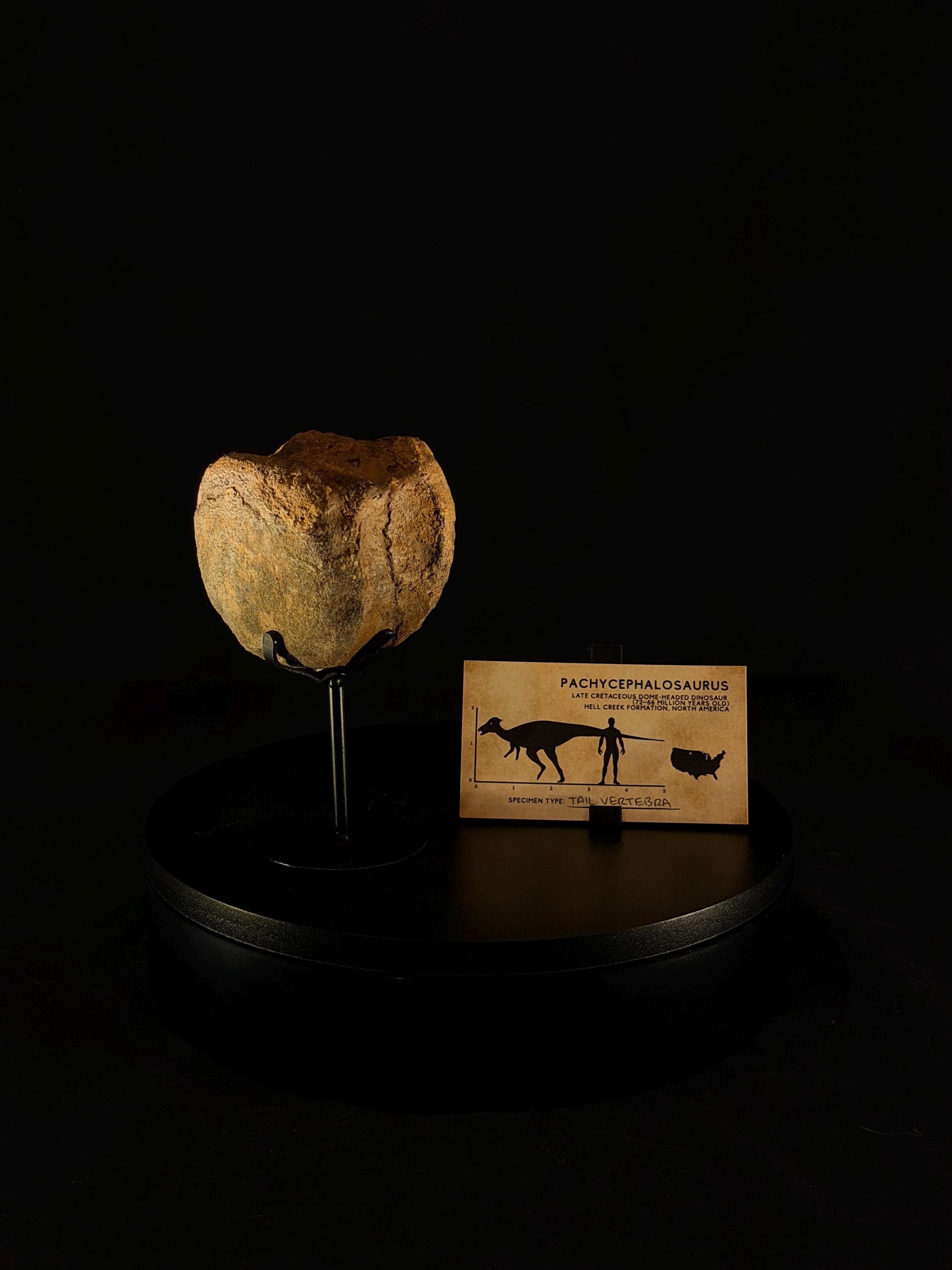 Pachycephalosaurus vertebra - Hell Creek Formation