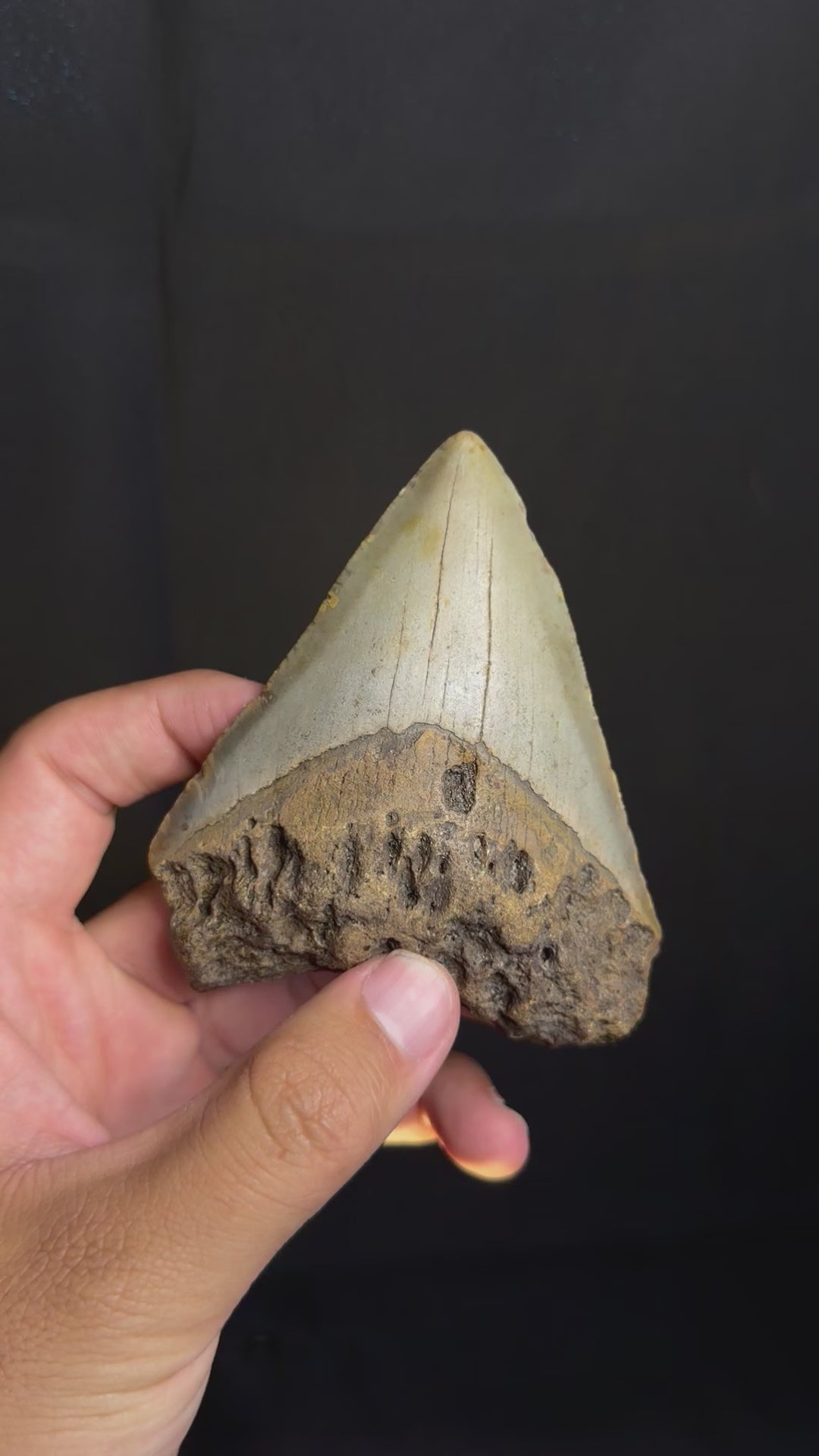 Megalodon Tooth - 4.04" - Ledge, North Carolina