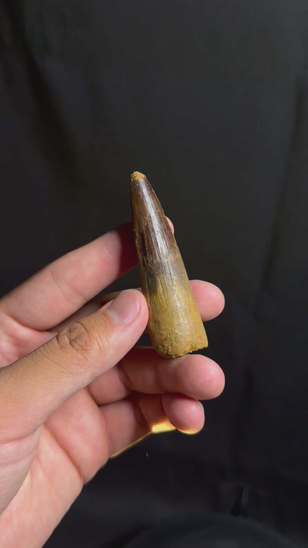 Spinosaurus Tooth – 2.85" – Kem Kem Beds, Morocco
