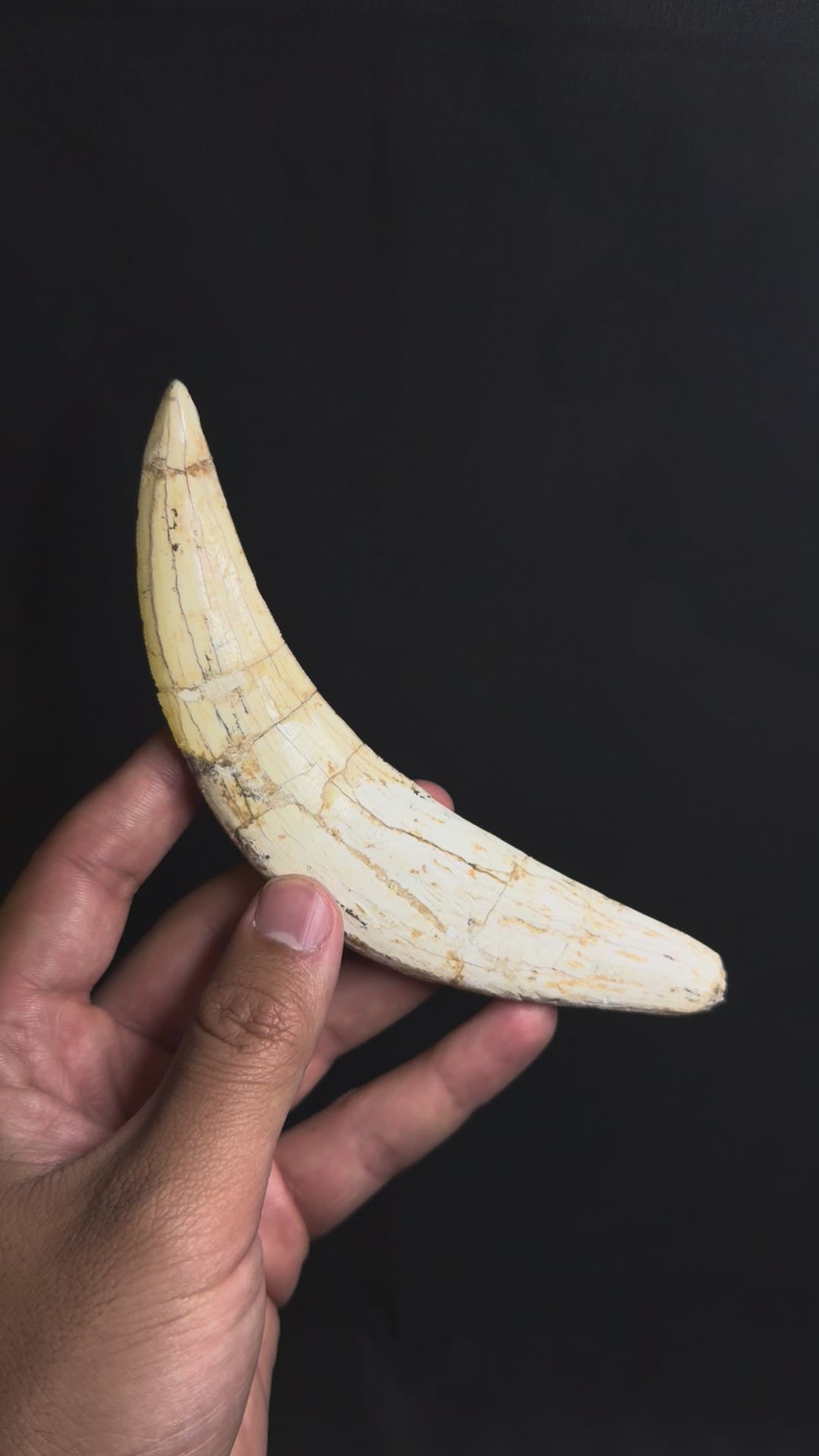 Real Saber Tooth Cat Canine - Machairodus