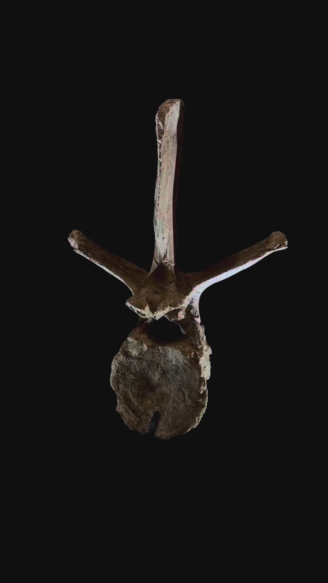 Hadrosaur Dorsal Vertebra - Hell Creek Formation