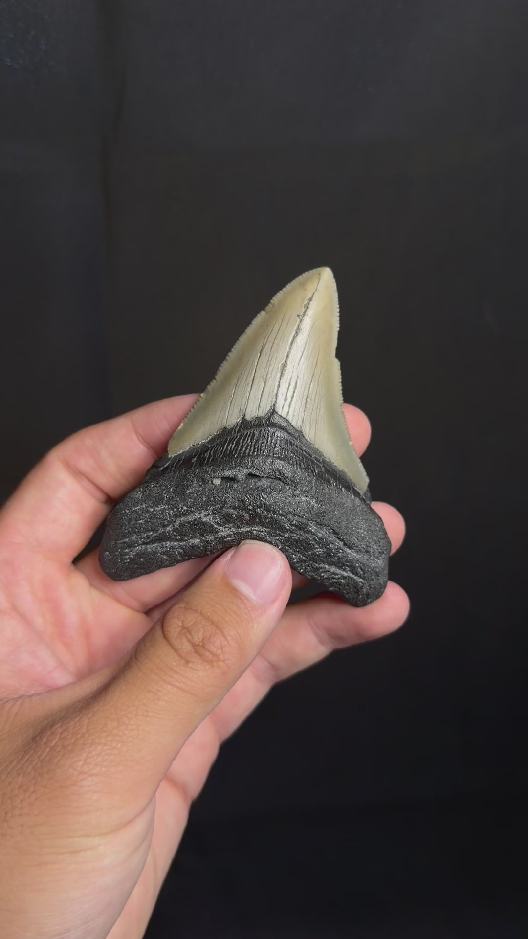 Megalodon Tooth - 3.66" - Ledge, North Carolina