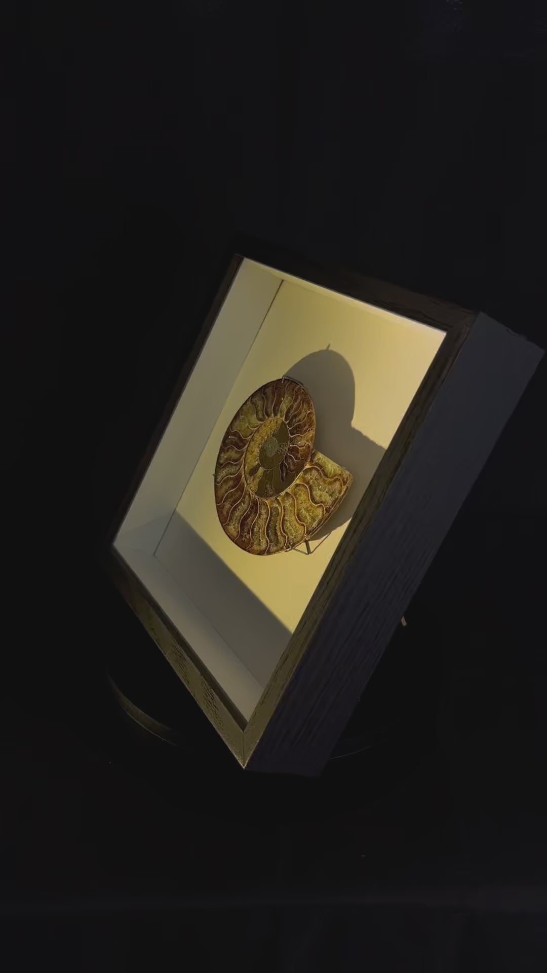 Framed Ammonite