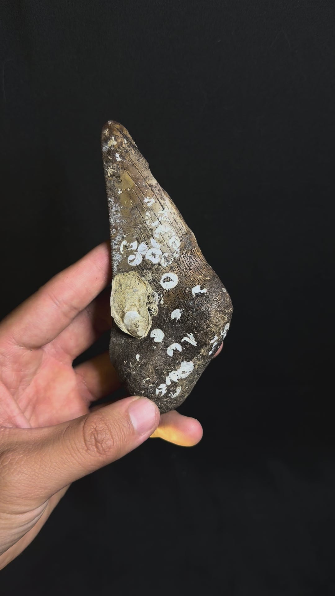 Megalodon Tooth Fragment – Georgia