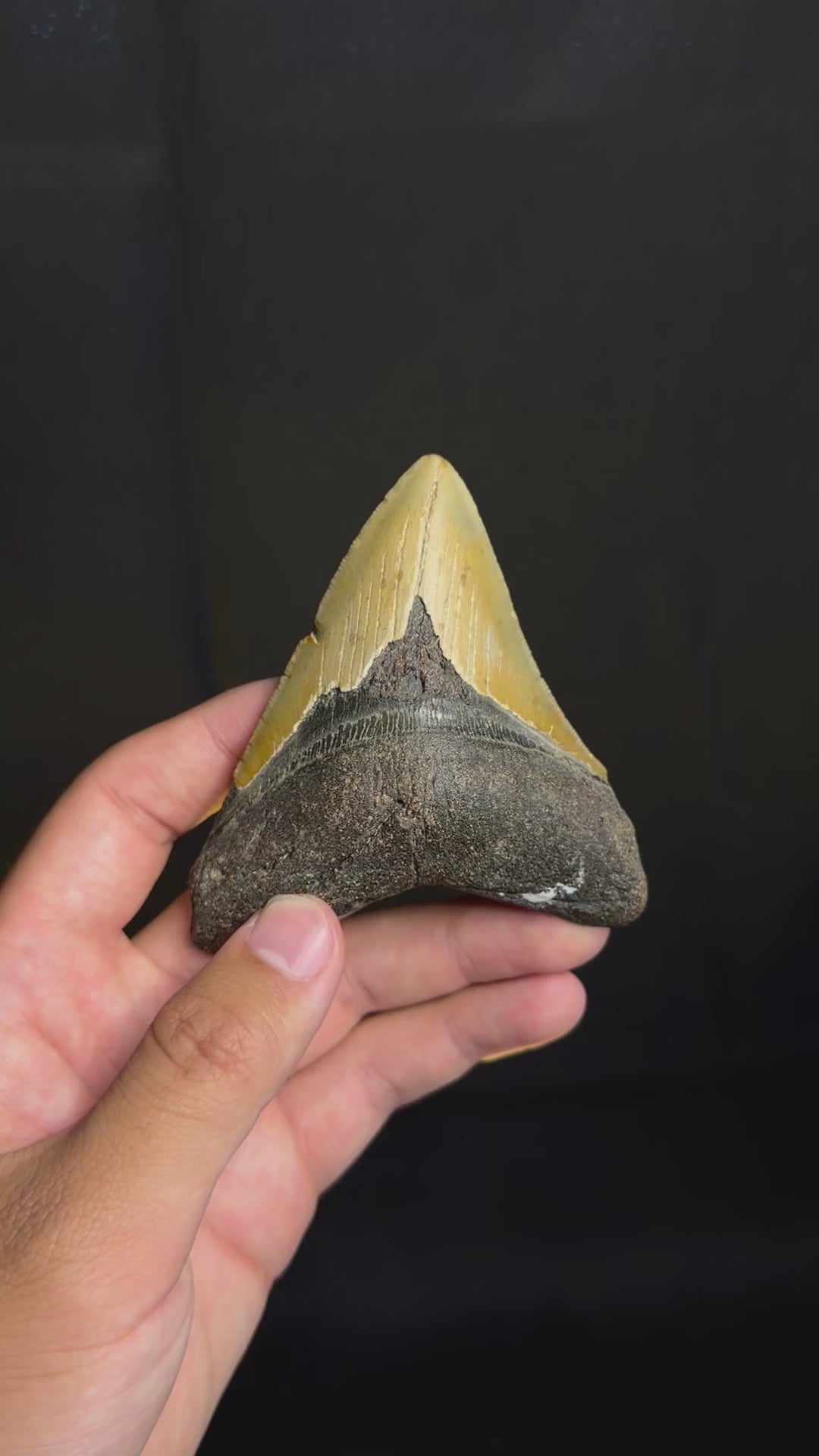 Megalodon Tooth - 3.81" - Ledge, North Carolina